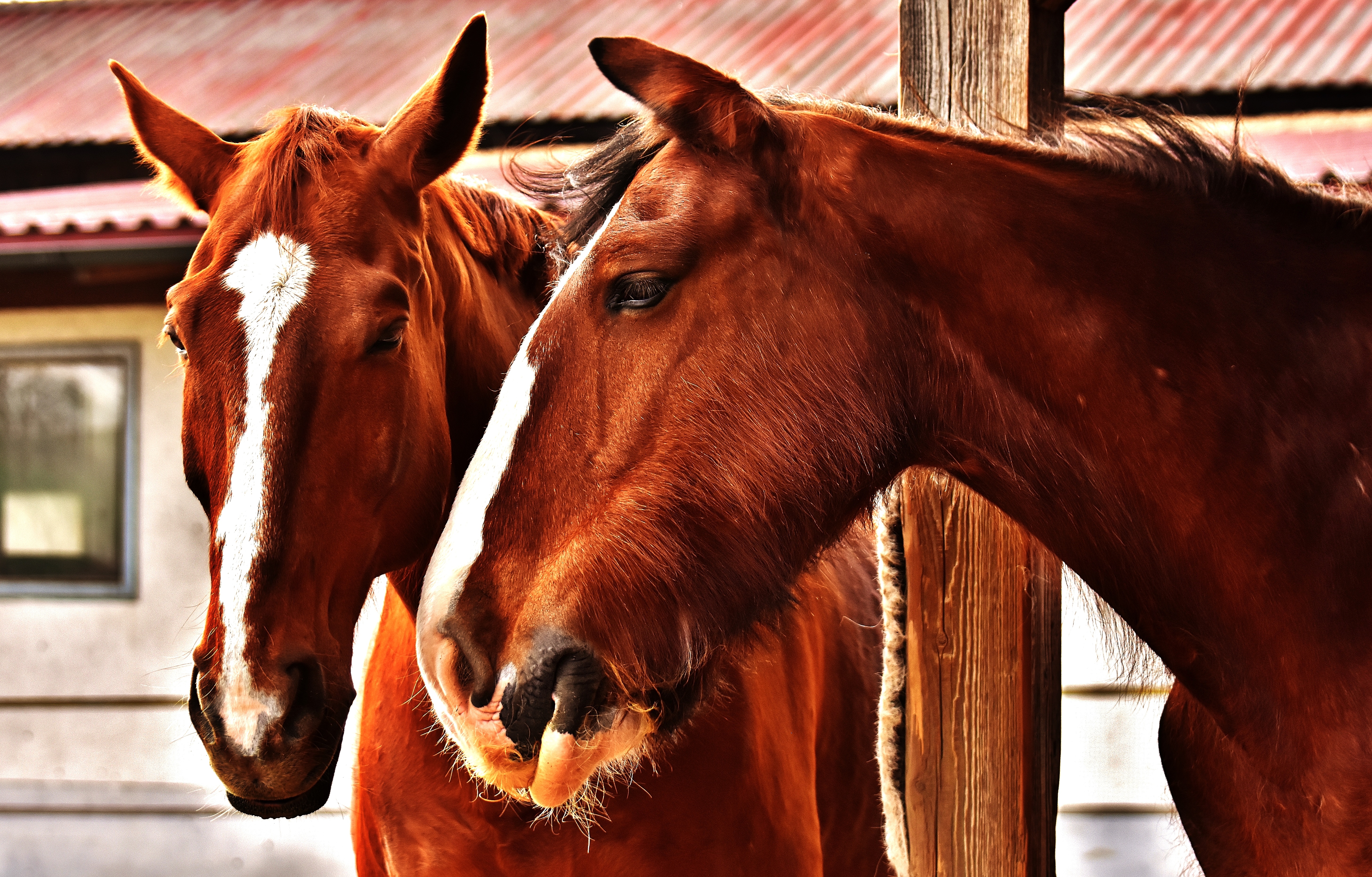 close-up, friendship, pets, paddock, horse stable, one animal, pferdeportrait, day, two, horse, animal wildlife, domestic animals, animal, animal pen, livestock, HD Wallpaper