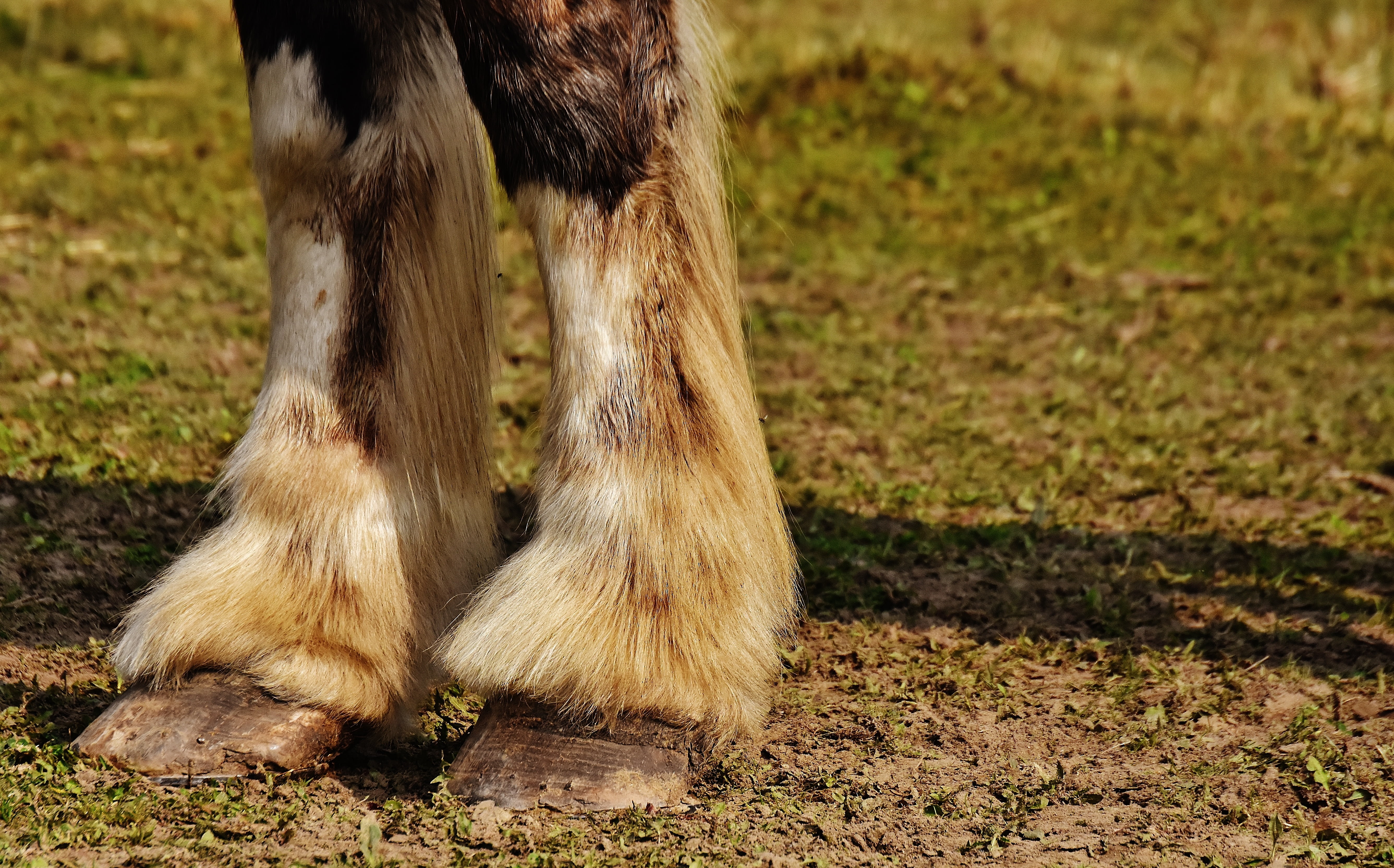 animals in the wild, big horse, nature, land, limb, 5K, wildlife photography, forelegs, paw, vertebrate, day, reitstall, animal world, horse, domestic animals, HD Wallpaper