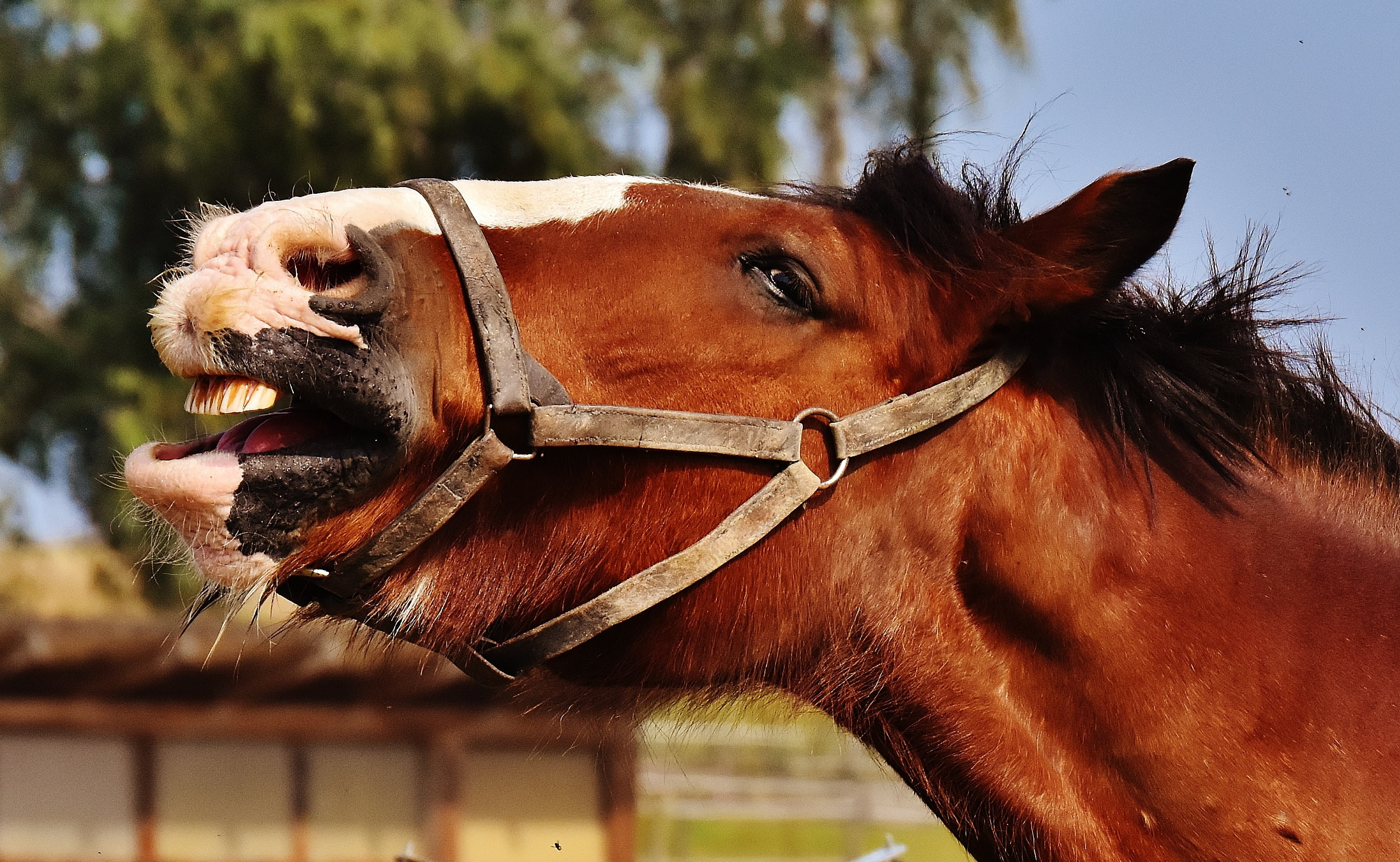 animal body part, 2K, mammal, focus on foreground, animal mouth, yawn, no people, day, animal wildlife, meadow, brown, herbivorous, stick out tongue, animal themes, HD Wallpaper