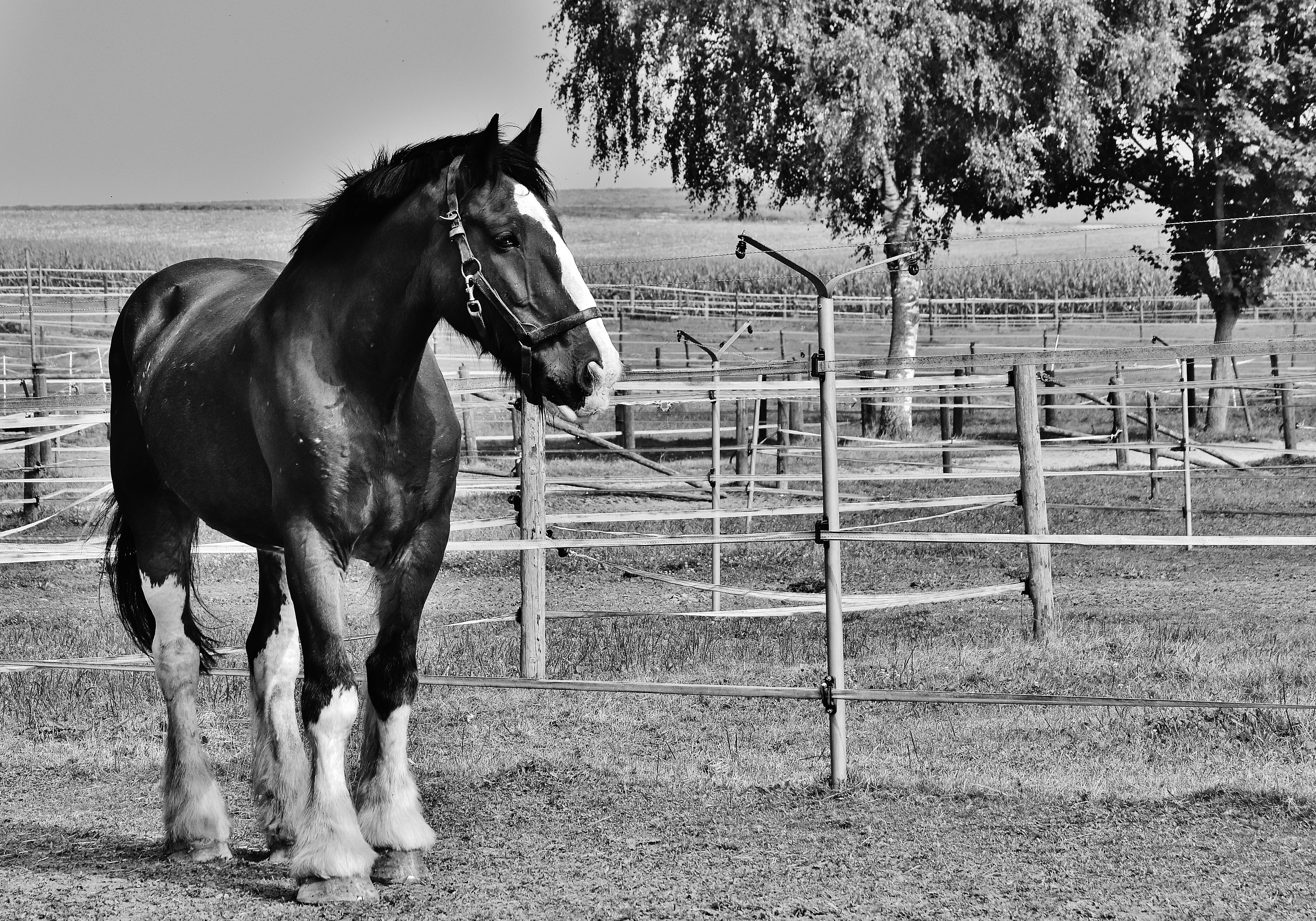 fence, boundary, mammal, 4K, paddock, plant, ride, animal, outdoors, horse racing, herbivorous, ranch, vertebrate, coupling, animal pen, photo, big horse, HD Wallpaper