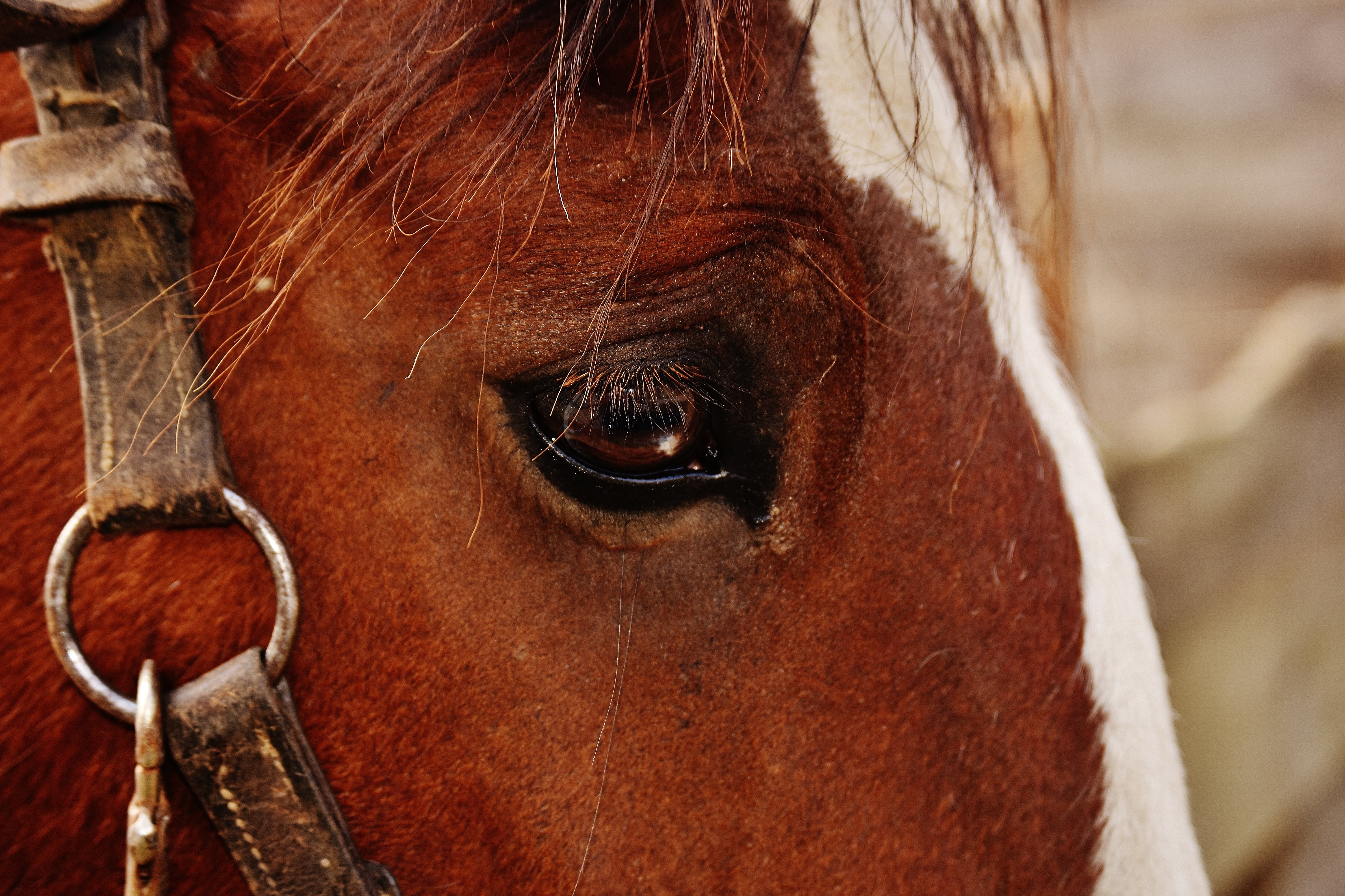 animal wildlife, no people, animal, livestock, face, mammal, big horse, ride, horse, vertebrate, 5K, close-up, animal eye, brown, domestic animals, herbivorous, HD Wallpaper