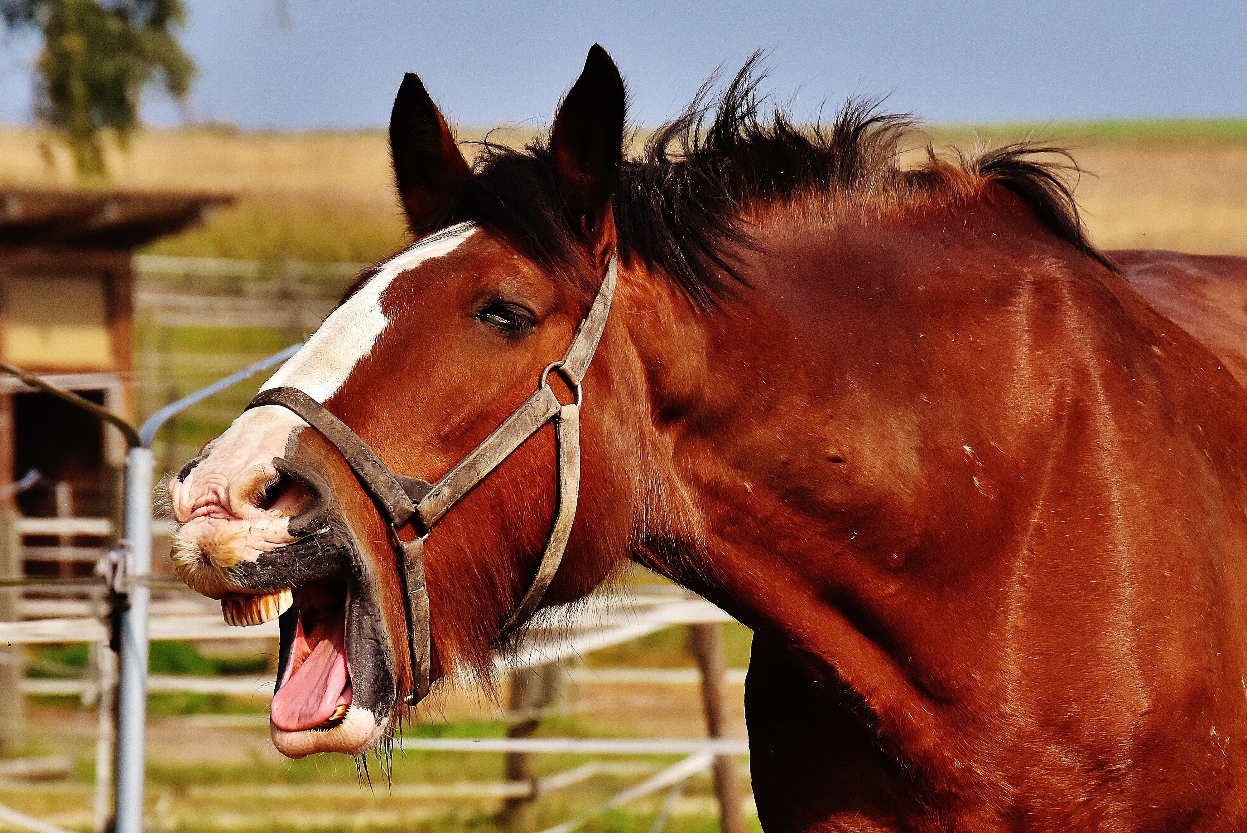 opening, one animal, mouth, coupling, stick out tongue, day, herbivorous, meadow, ranch, animal themes, reitstall, shire horse, animal body part, animal head, HD Wallpaper