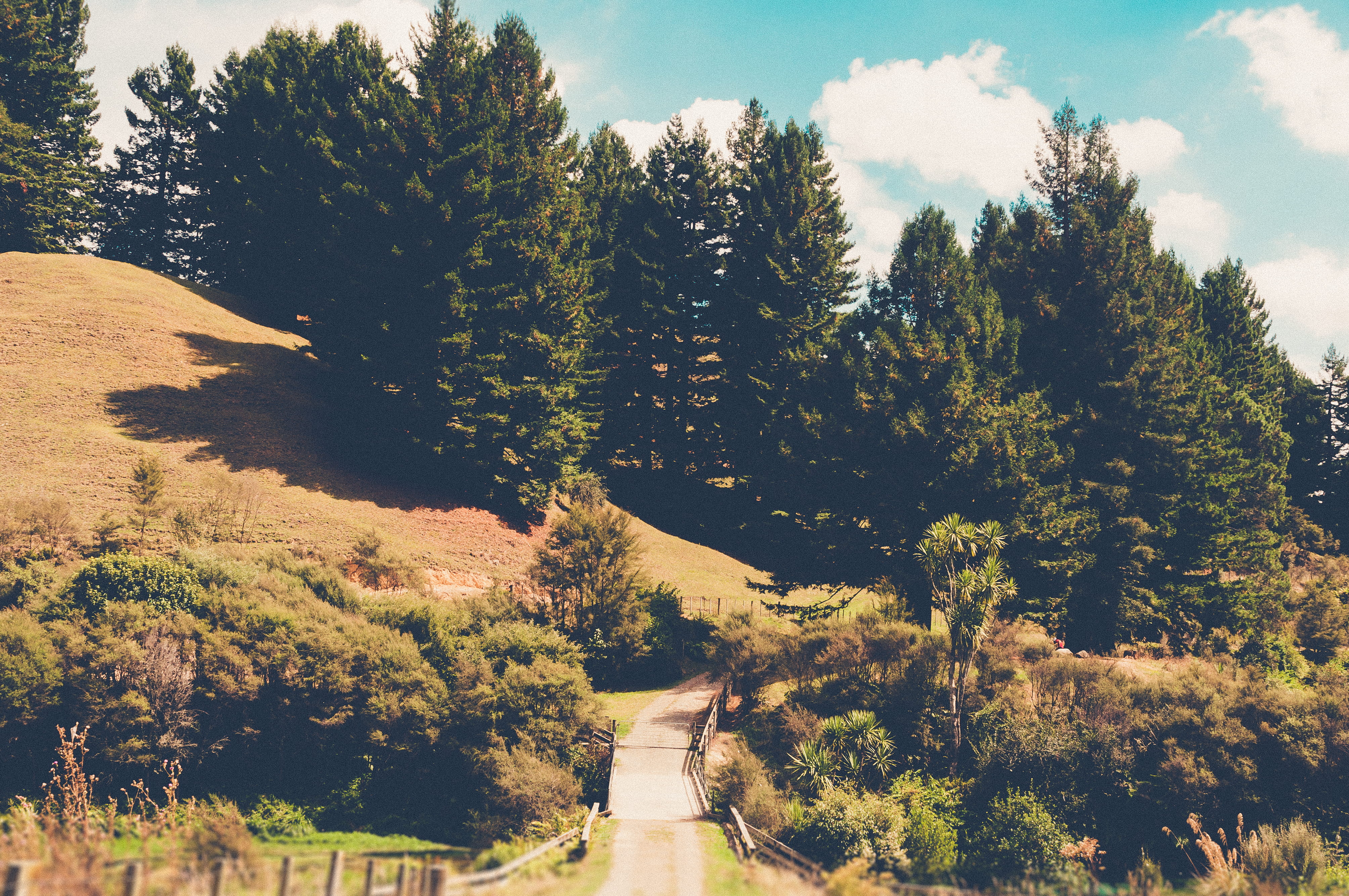 non-urban scene, matamata, scenics - nature, way, day, direction, outdoors, no people, beauty in nature, the way forward, 4K, growth, nature, road, forest, HD Wallpaper