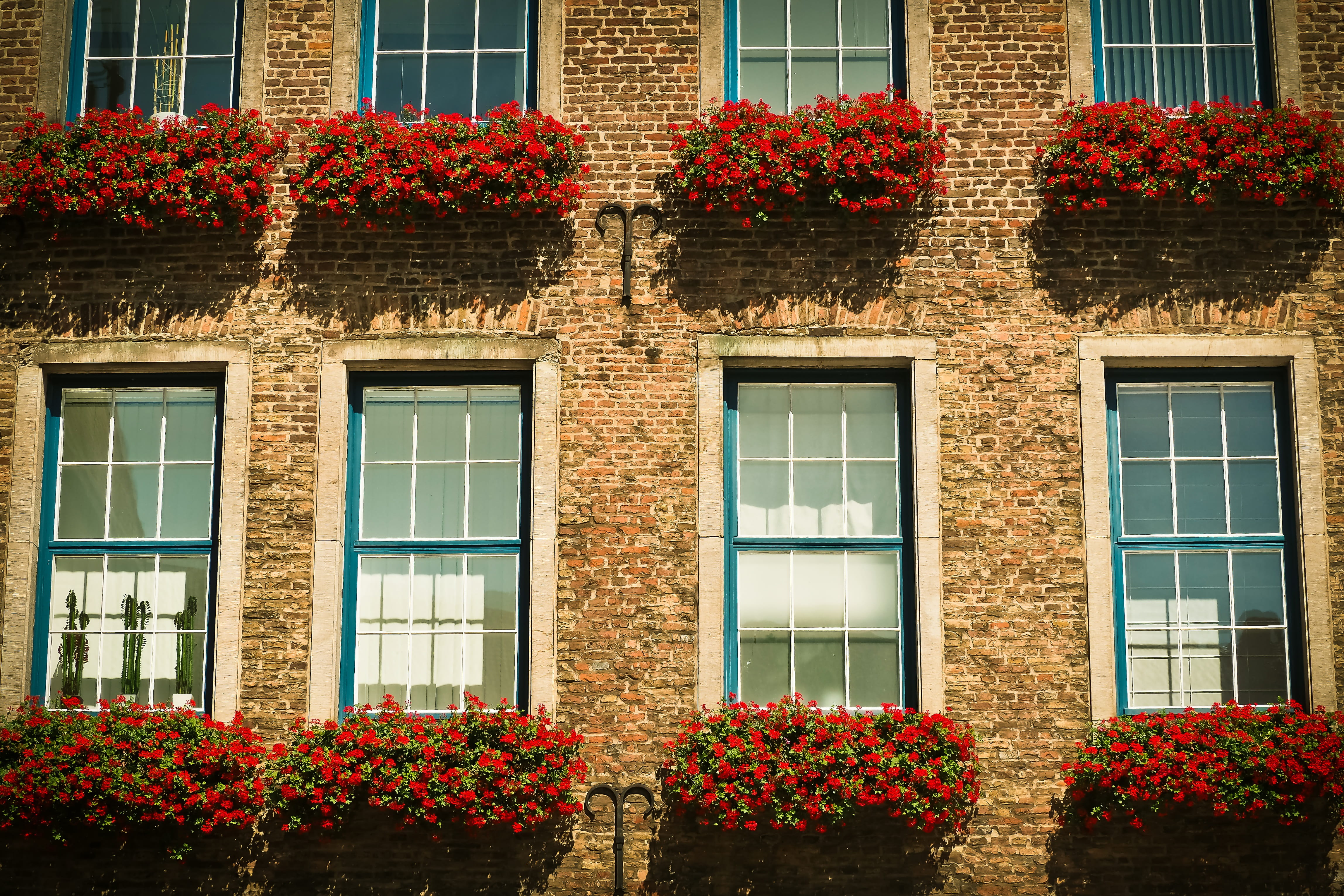 düsseldorf, old, old town, growth, flower, historically, facade, outdoors, concrete, red, hauswand, historic preservation, no people, sunlight, home, stone wall, HD Wallpaper