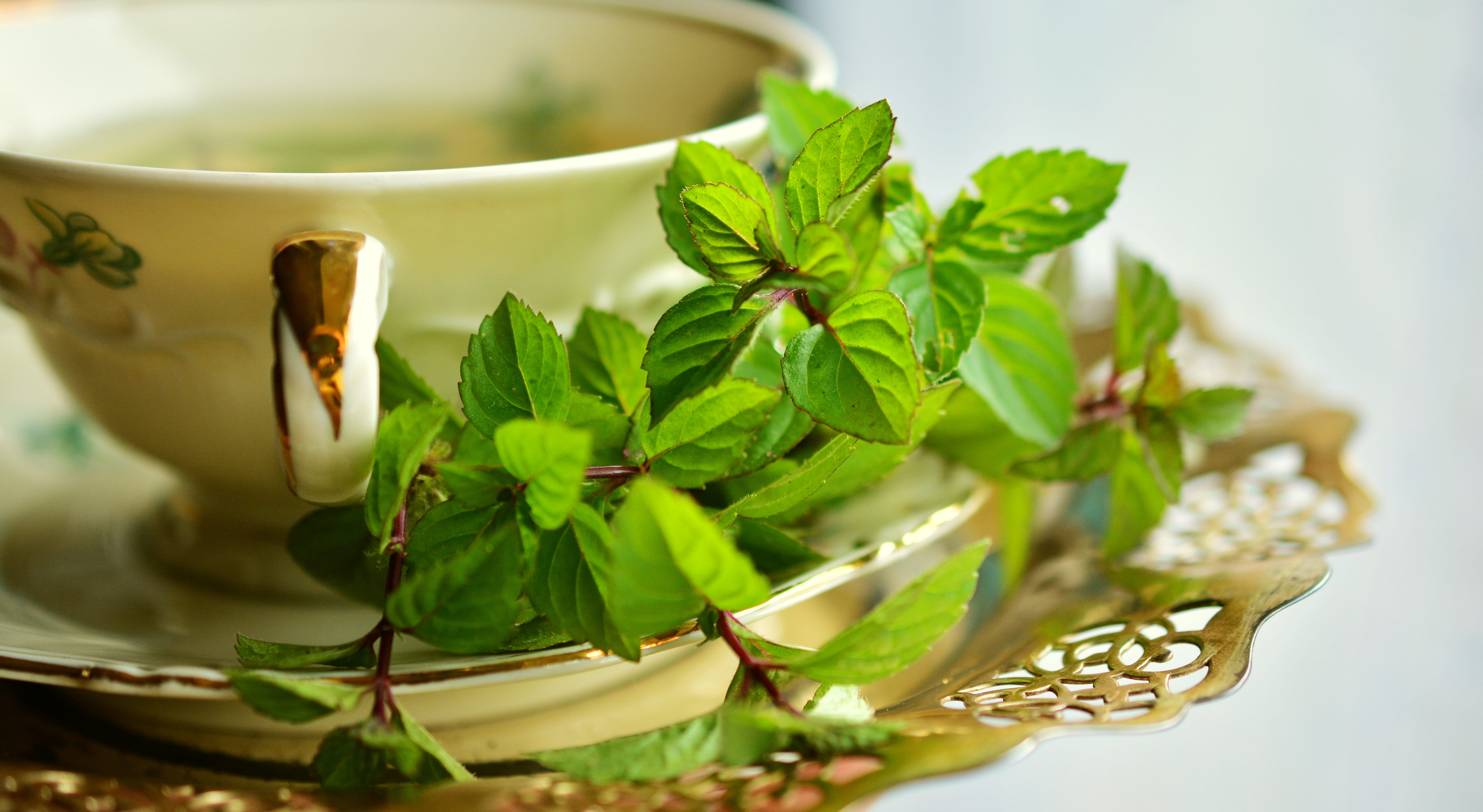 healing, herb, plant part, close-up, herbal plant, alternative medicine, mint, tea - hot drink, plate, green mint, 5K, medicine, wellbeing, drink, healthy eating, HD Wallpaper