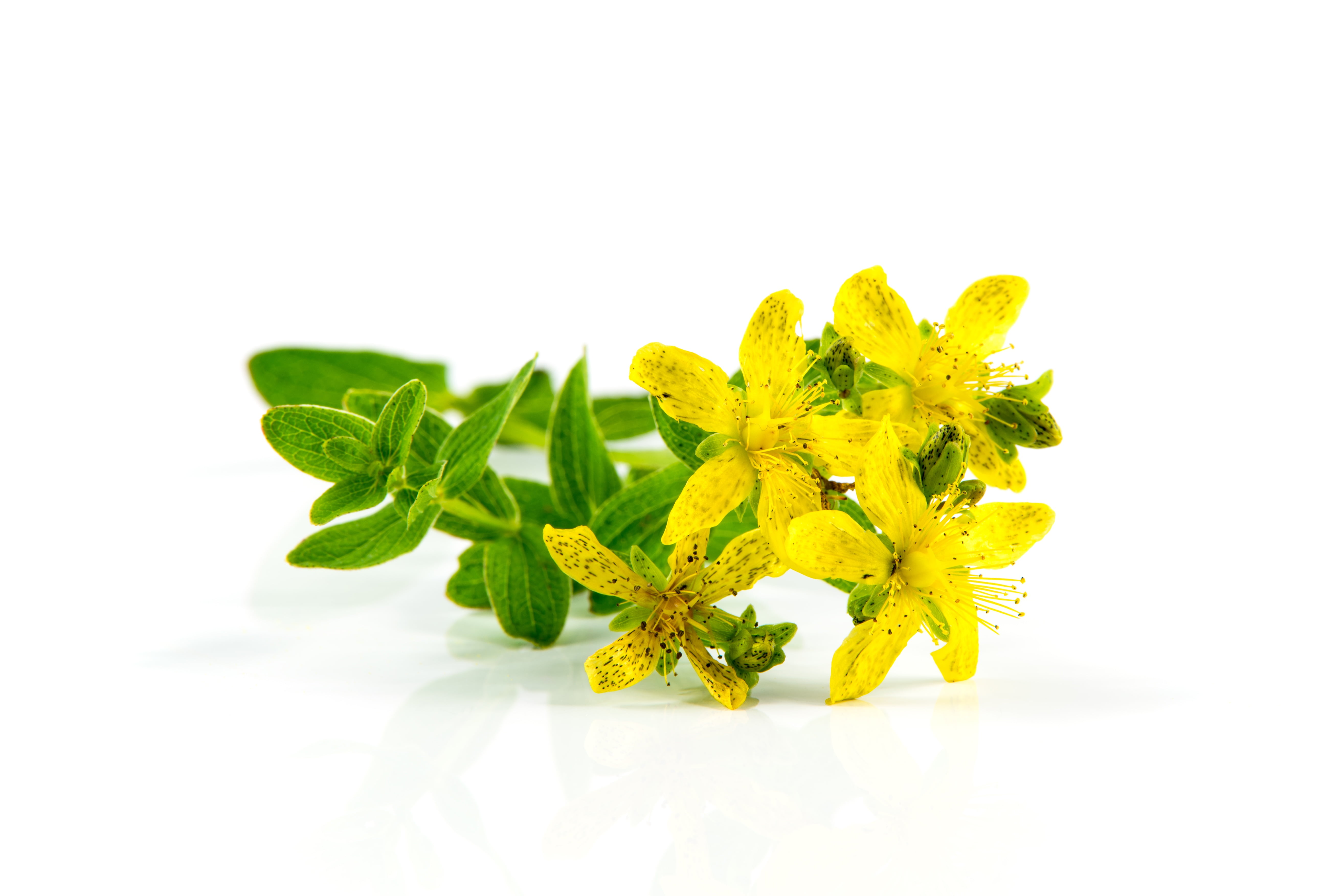 mint leaf - culinary, plant part, herb st johns wort, nature, green, st johns wort, white, flower, plant, natural medicine, flowering plant, studio shot, HD Wallpaper