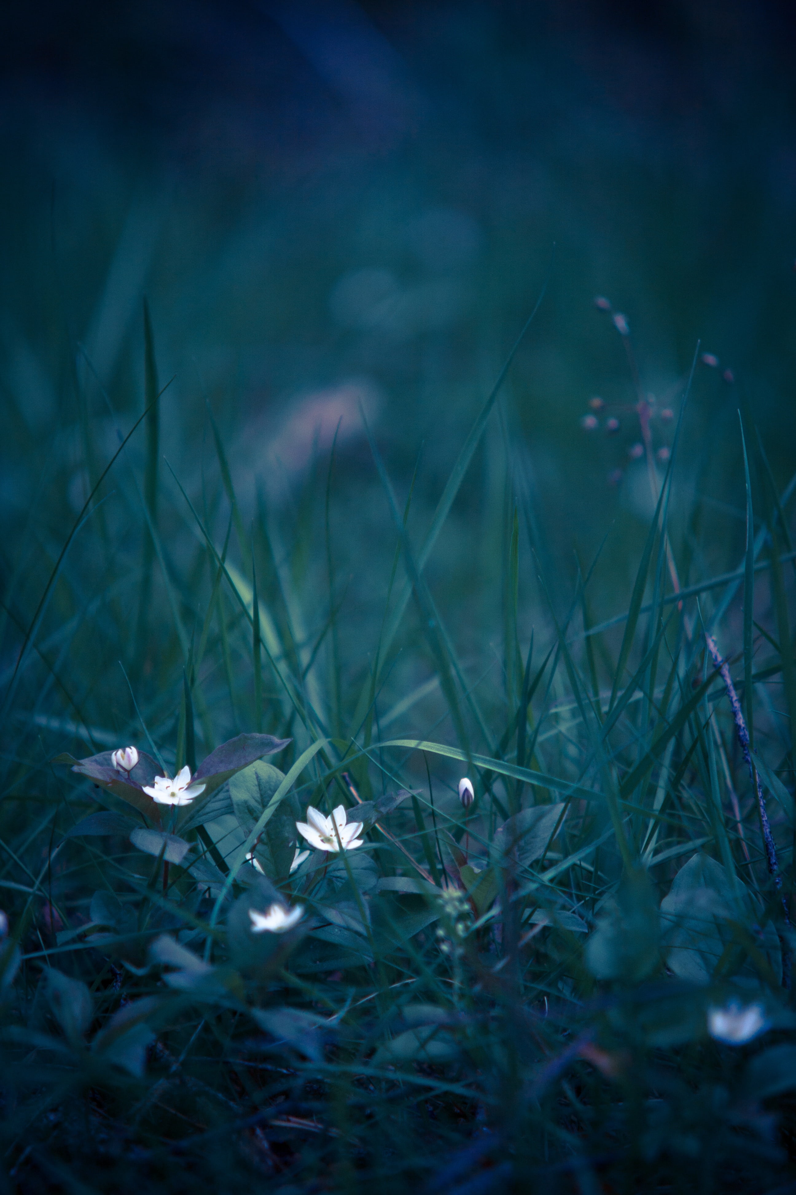 springtime, animal themes, nature, soft focus, 4K, outdoors, land, freshness, flower, plants, field, plant, fragility, petaled, close-up, natural flower, Phone HD Wallpaper