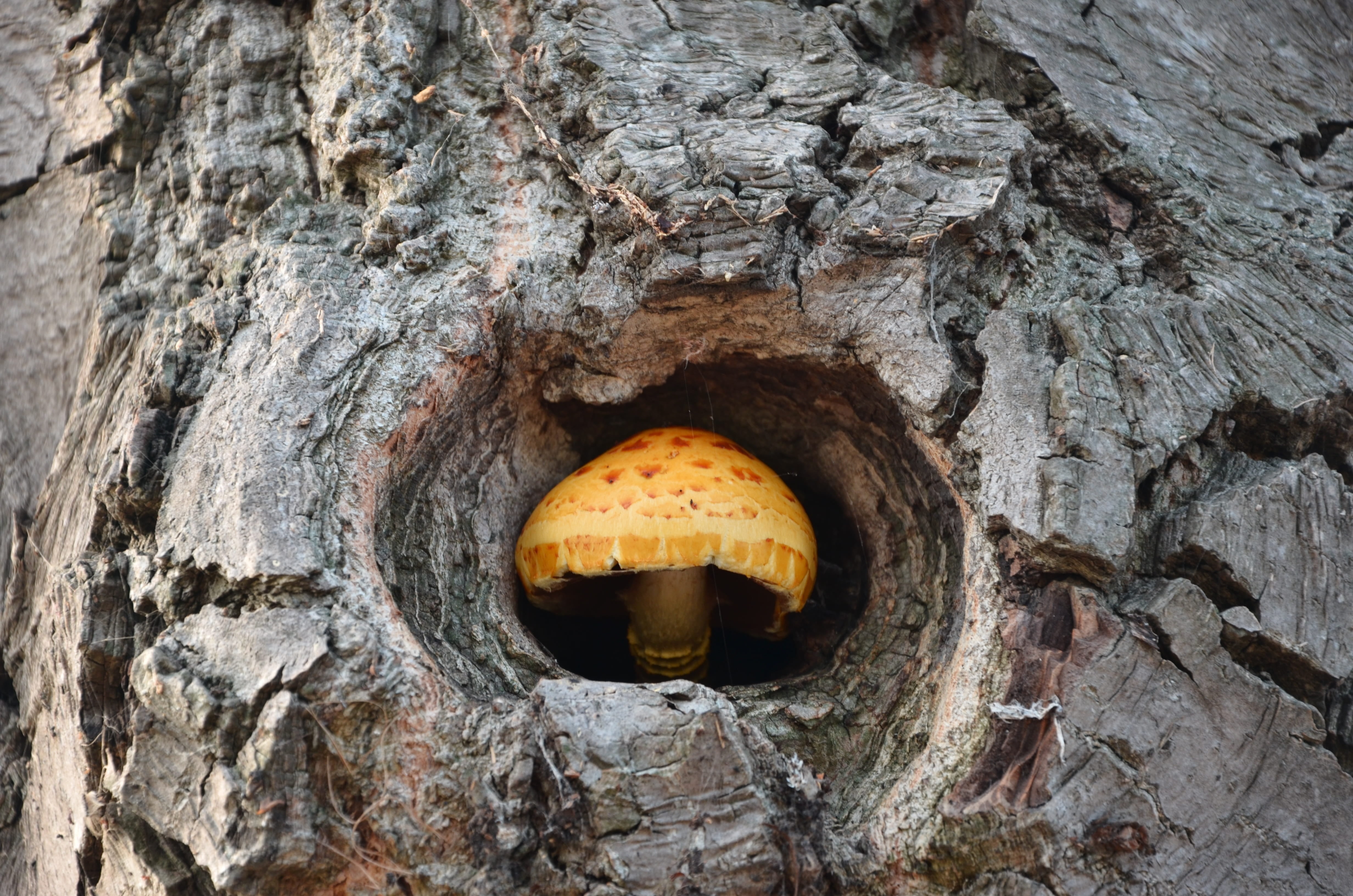 textured, aug, geometric shape, organic, circle, trunk, nature, autumn, no people, 4K, photo, mushroom, hole, close-up, ecology, animal themes, day, low angle view, HD Wallpaper