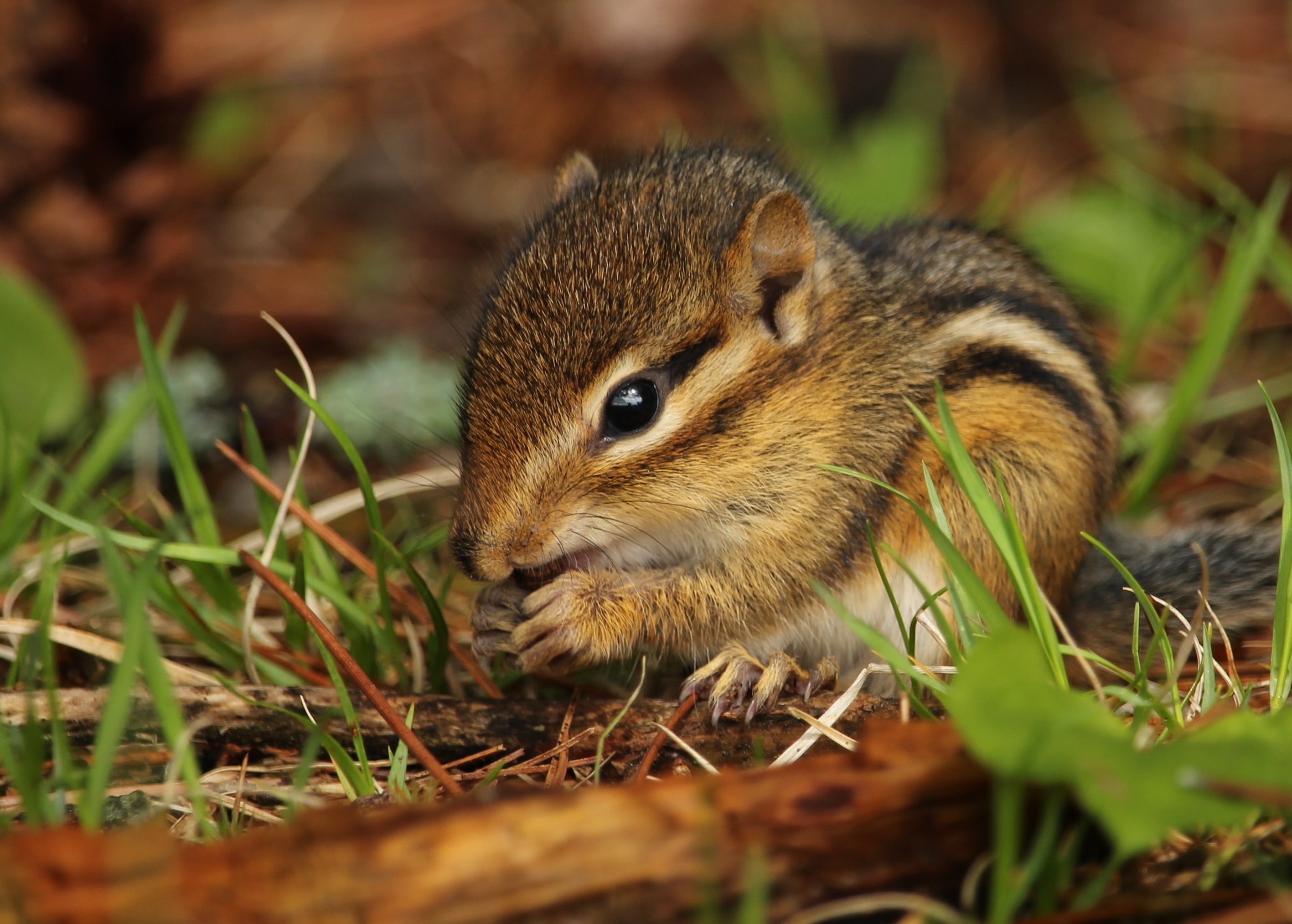 nature, chipmunk, selective focus, fur, plant, cute, land, outdoors, eating, squirrel, brown, animal wildlife, day, forest, furry, animal themes, mammal, HD Wallpaper