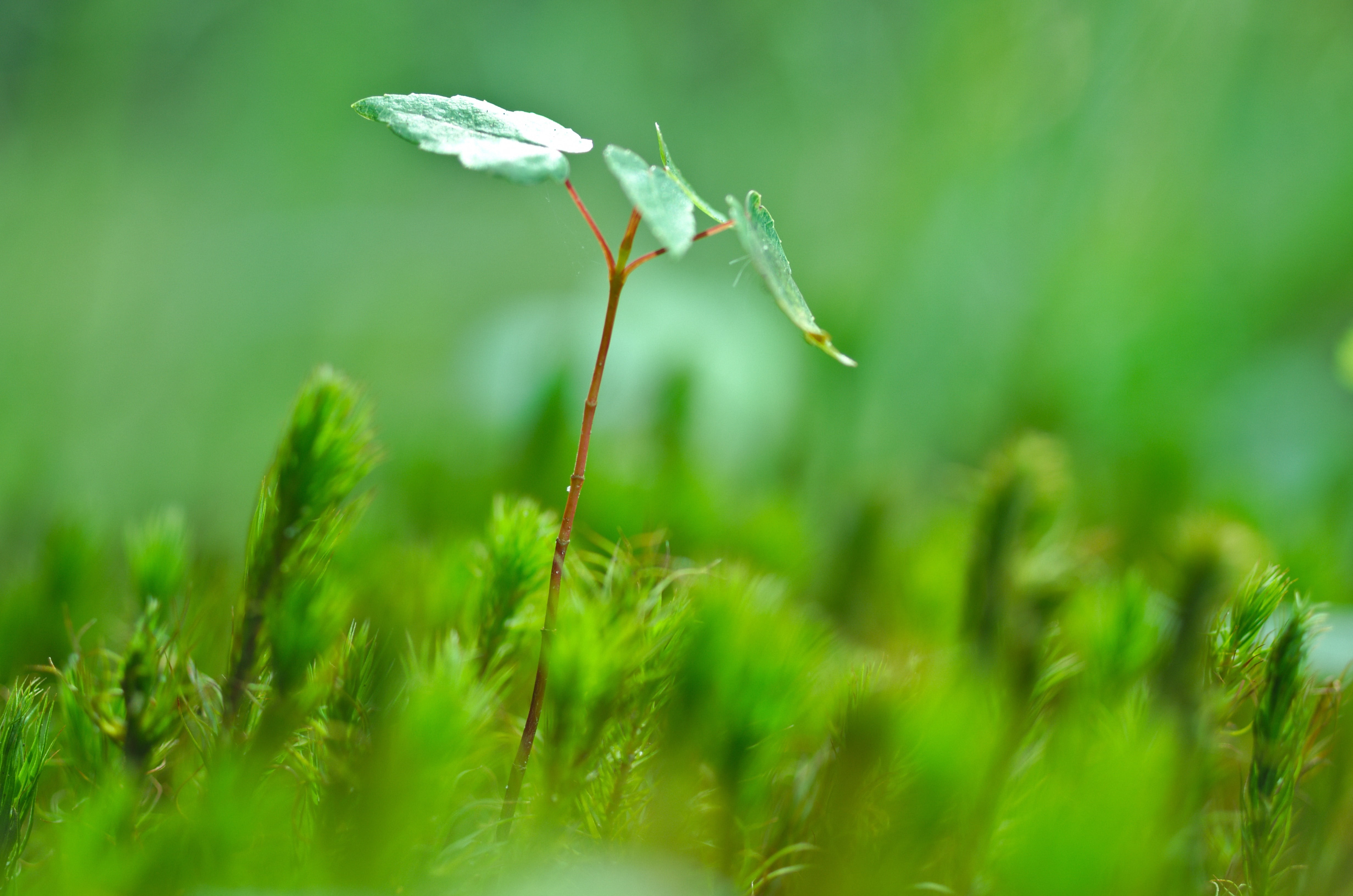 flowering plant, shoot, green, life, focus, green color, leafed, focus on foreground, vegetation, land, vulnerability, leaf, growth, outdoors, flora, day, HD Wallpaper