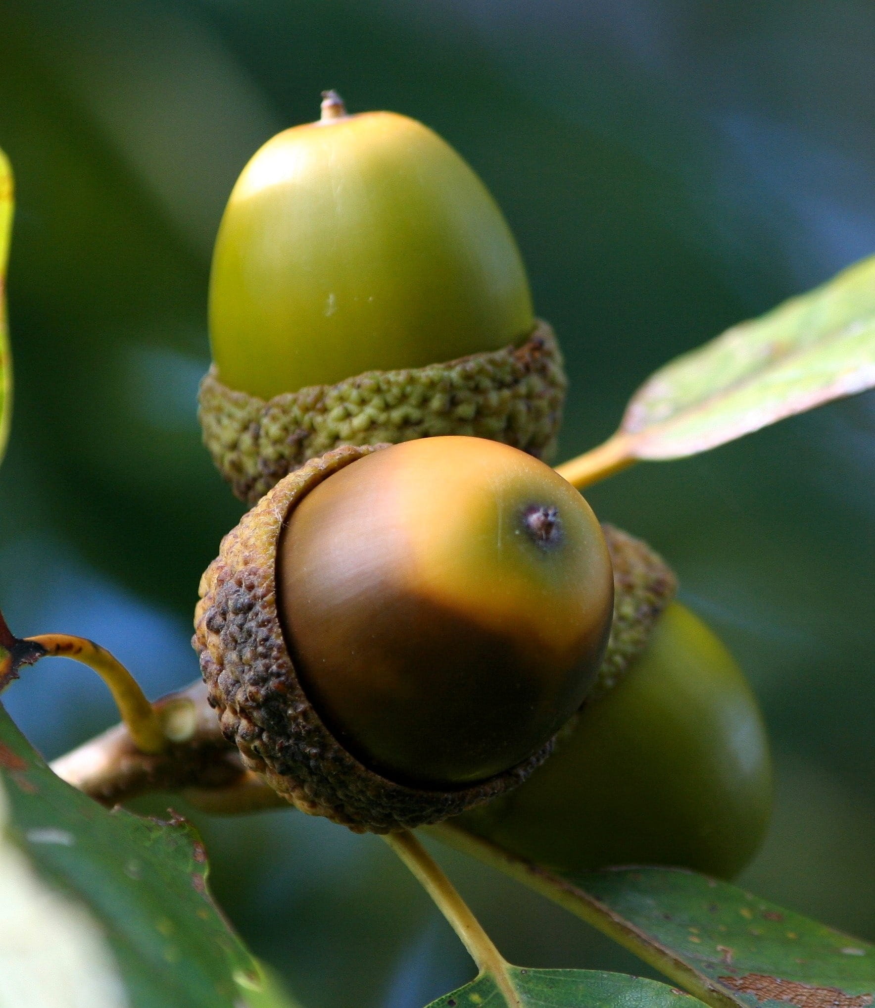 renew, squirrel food, botany, Acorn, outdoors, natural, growth, reproduce, fruit, brown, foliage, selective focus, chestnut, oak seed, bunch, plant part, Phone HD Wallpaper