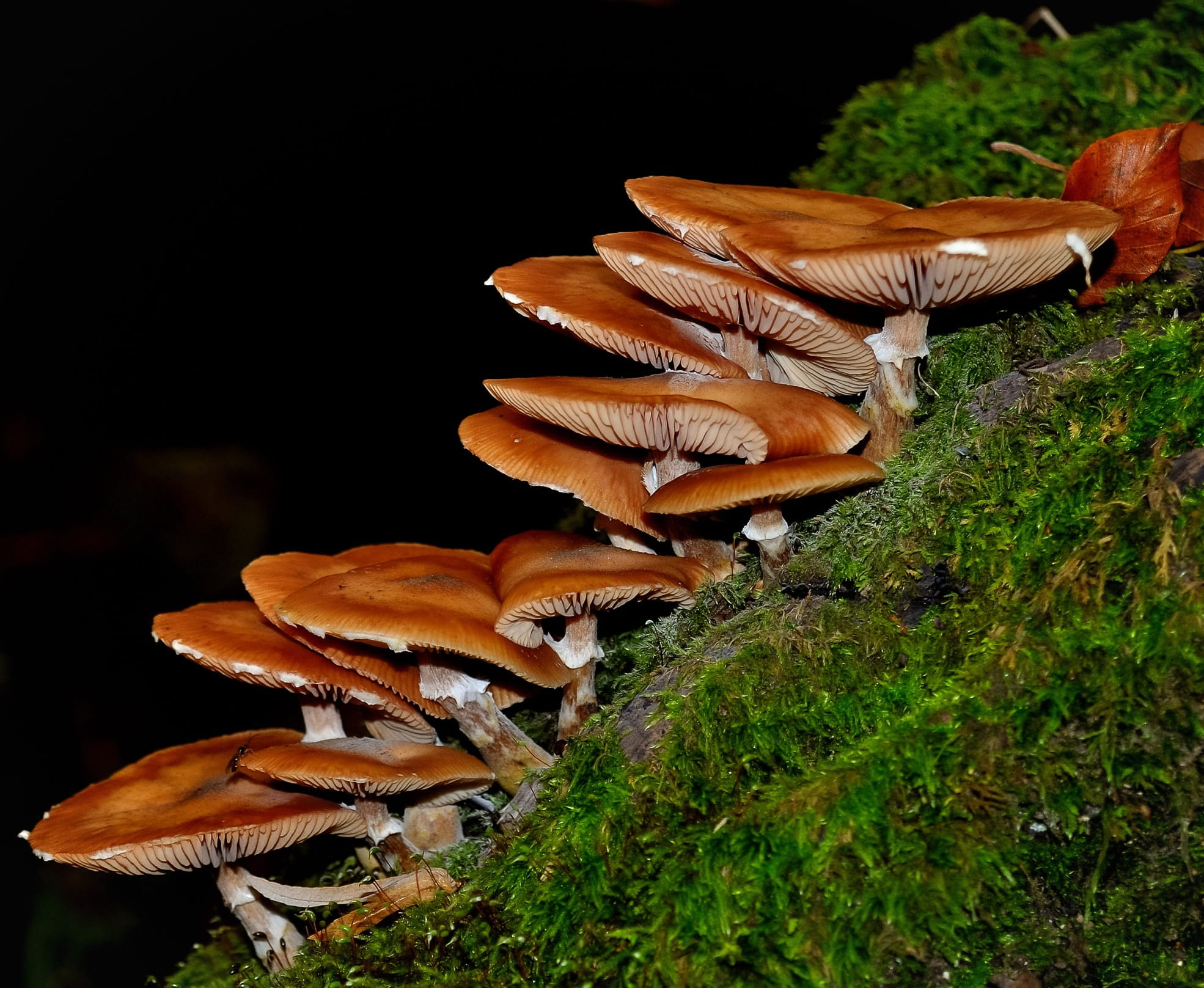 outdoors, field, beauty in nature, fungus, vegetarian, Mushroom, autumn, natural, Forest, 1080P, fungi, land, growth, fall, brown, plant, fresh, edible, HD Wallpaper