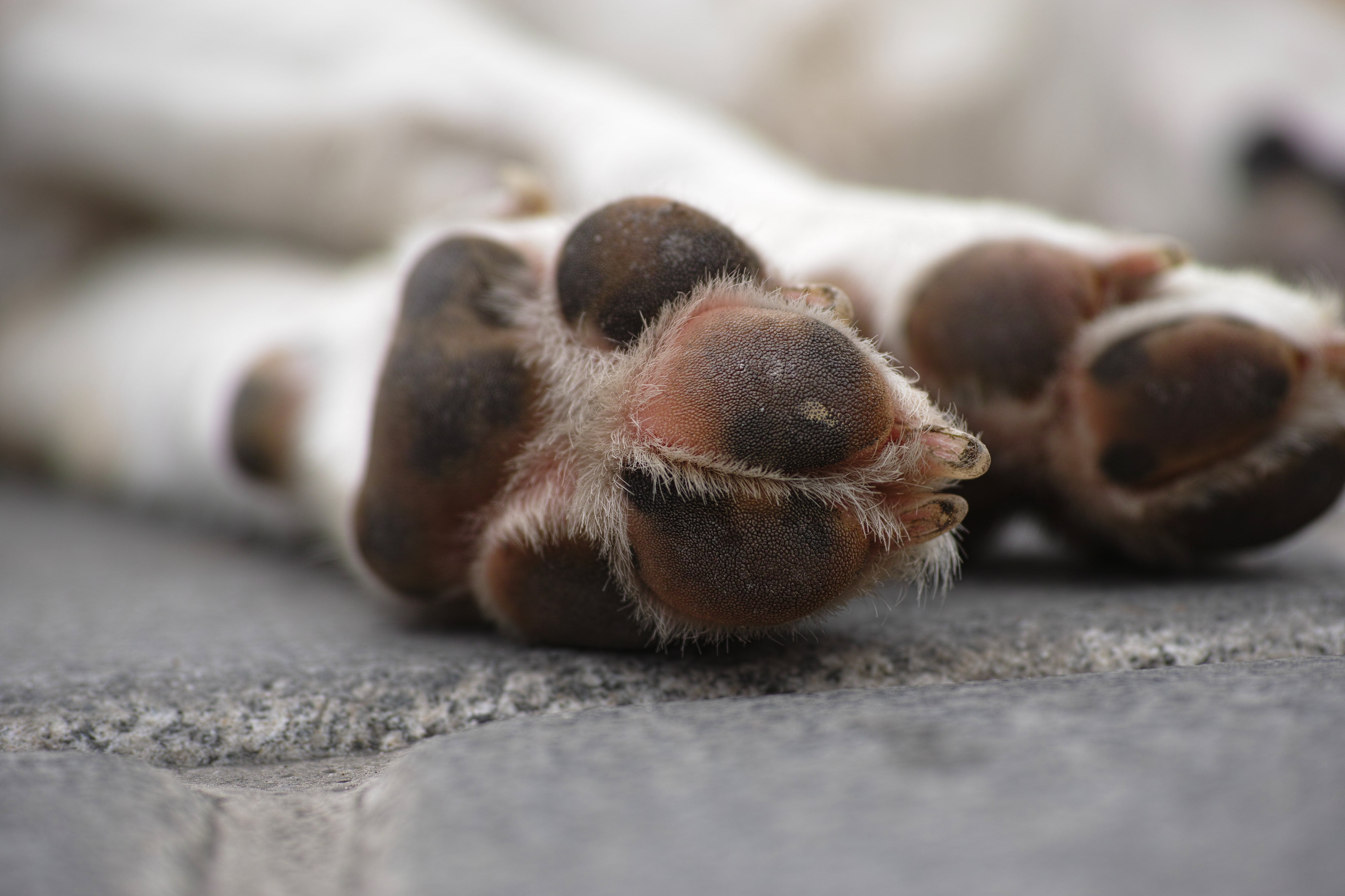 photo, one animal, close, nobody, dog, animal, floor, puppy, paw, animal leg, selective, short, pow, close-up, pets, avenue, outdoors, death, sleep, brown, HD Wallpaper