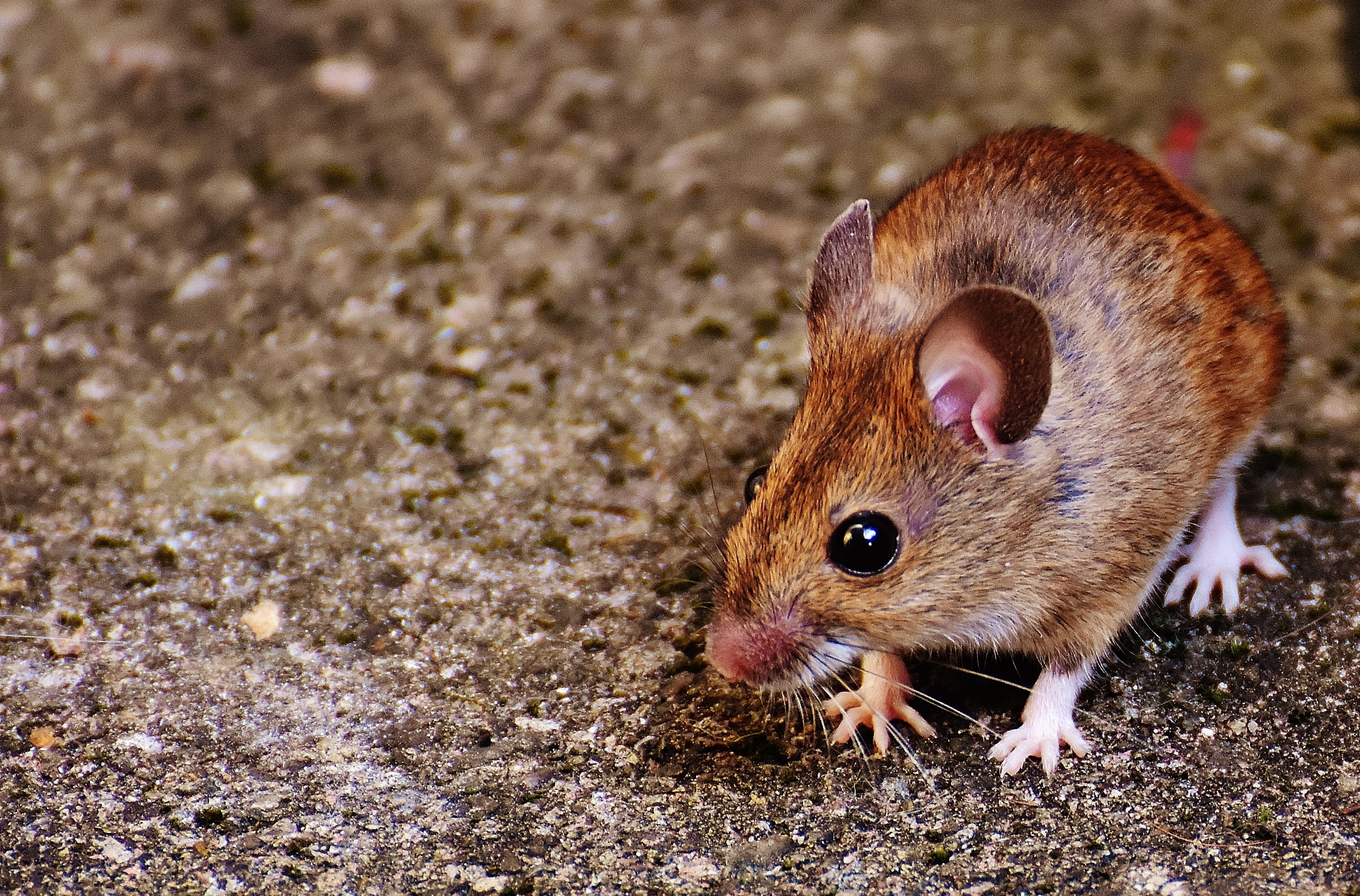 animal, one Animal, wood mouse, Rodent, mice, small, animal themes, field, Mouse, pest, no people, wildlife, brown, sweet, animals in the wild, rat, apodemus sylvaticus, HD Wallpaper