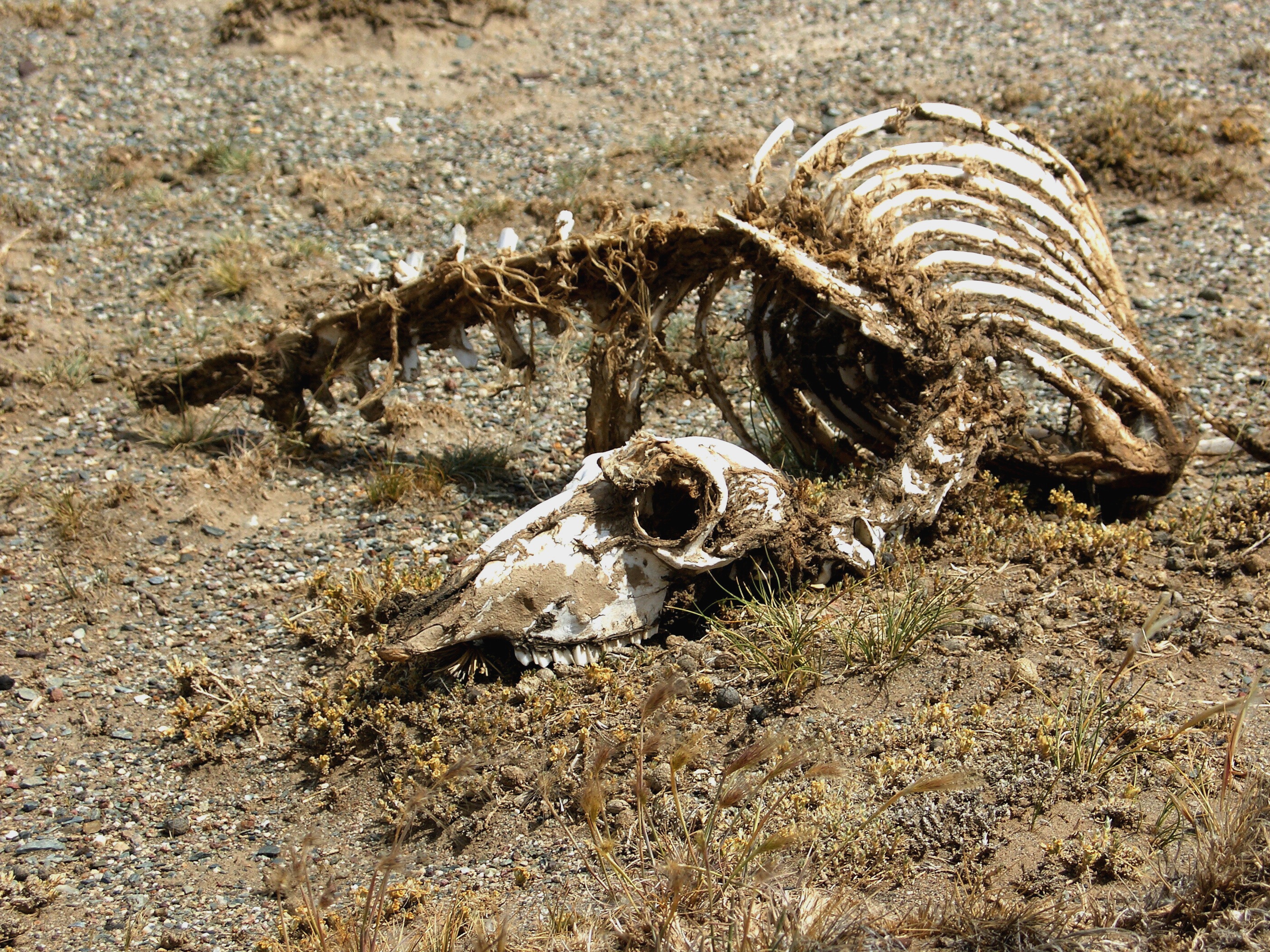 nature, one animal, animal skull, animal Skeleton, nimal, skeleton, animal body part, animal, dead, no people, animal Bone, sunlight, wildlife, high angle view, HD Wallpaper