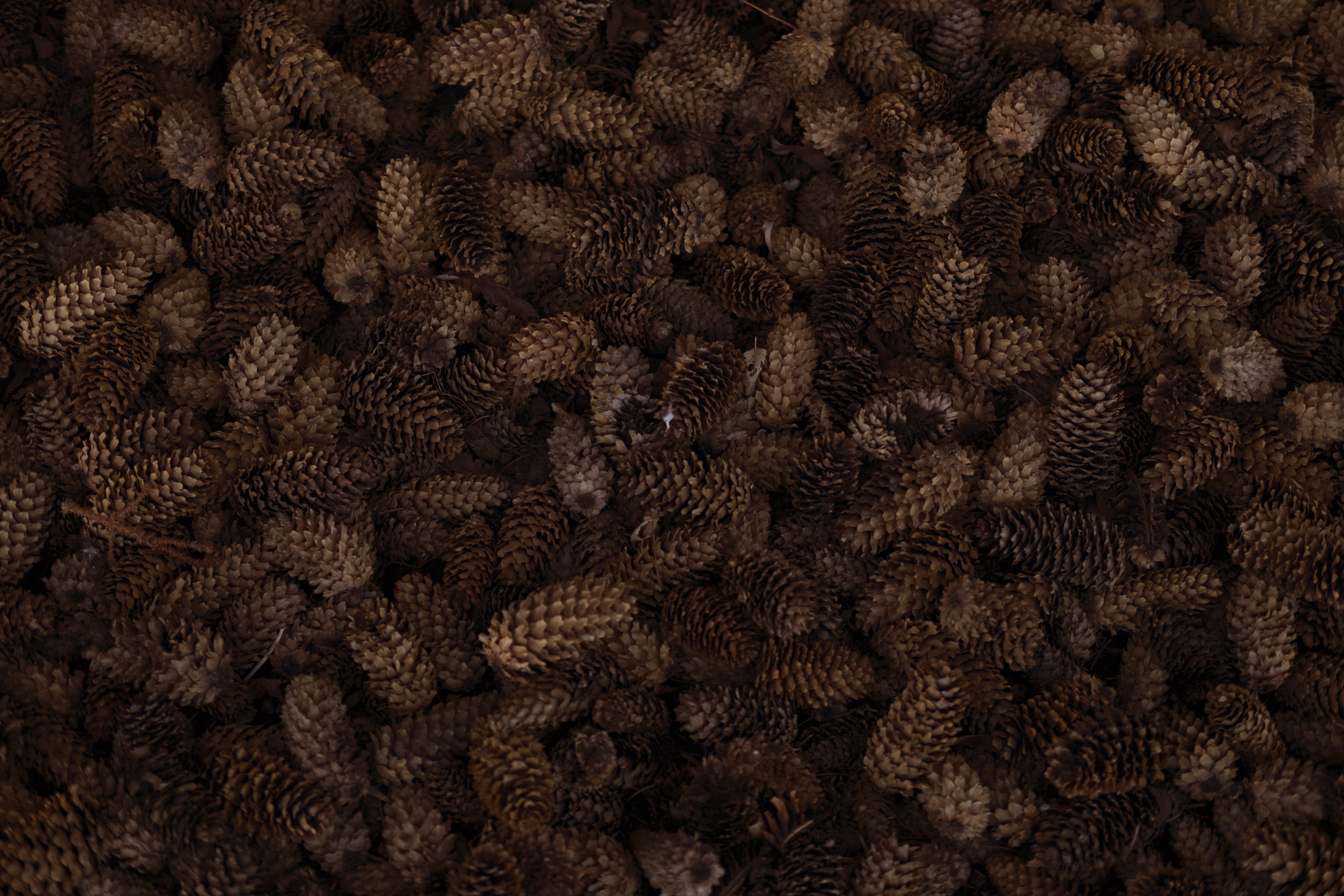 full frame, reef, 4K, agriculture, sea, art, food, close-up, no people, outdoors, repetition, animal, black color, large group of objects, pinecones, abundance, HD Wallpaper