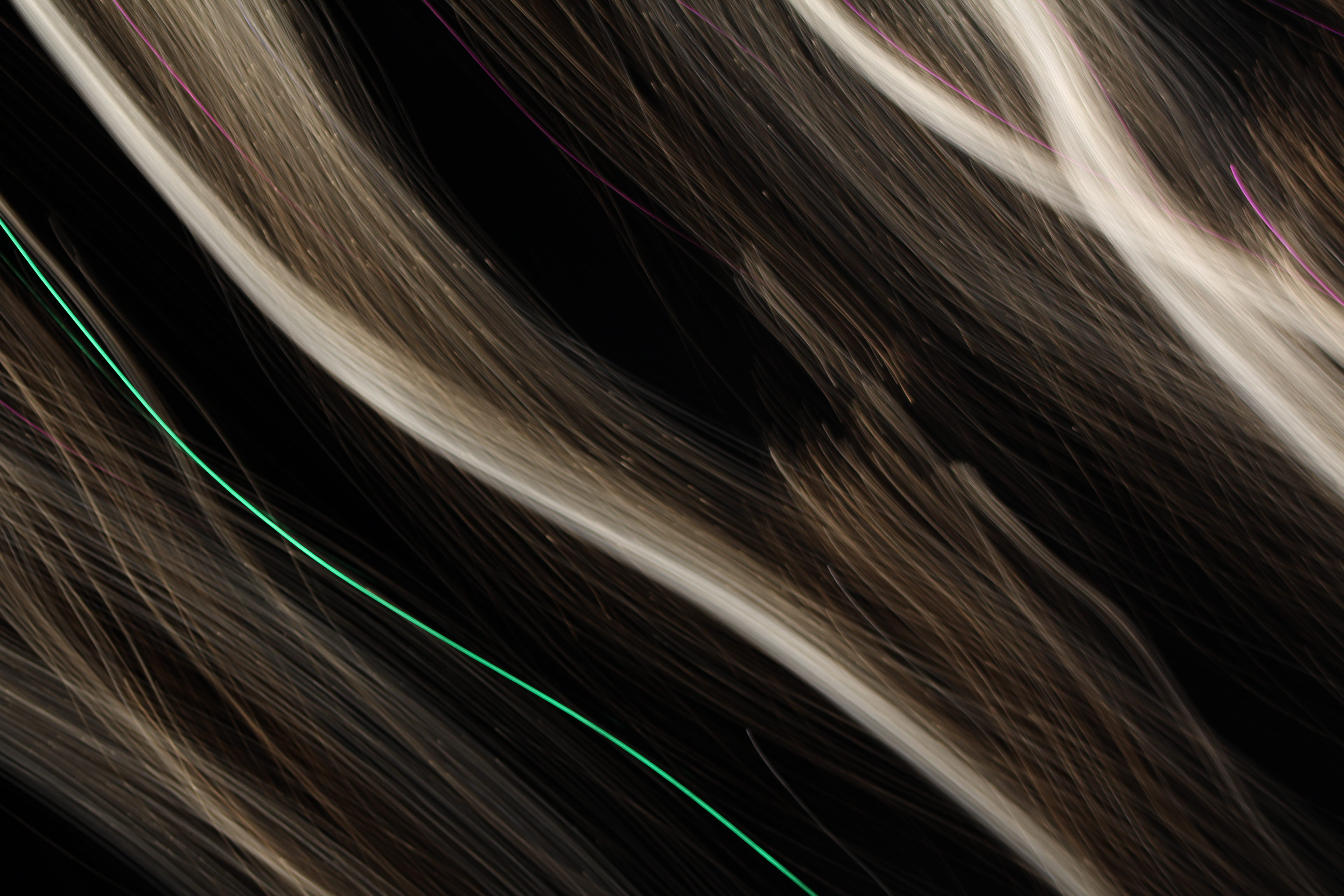 close-up, science, illuminated, animal, flame, laser, light trail, nature, blurred motion, full frame, studio shot, fire, no people, night, hair, pattern, HD Wallpaper