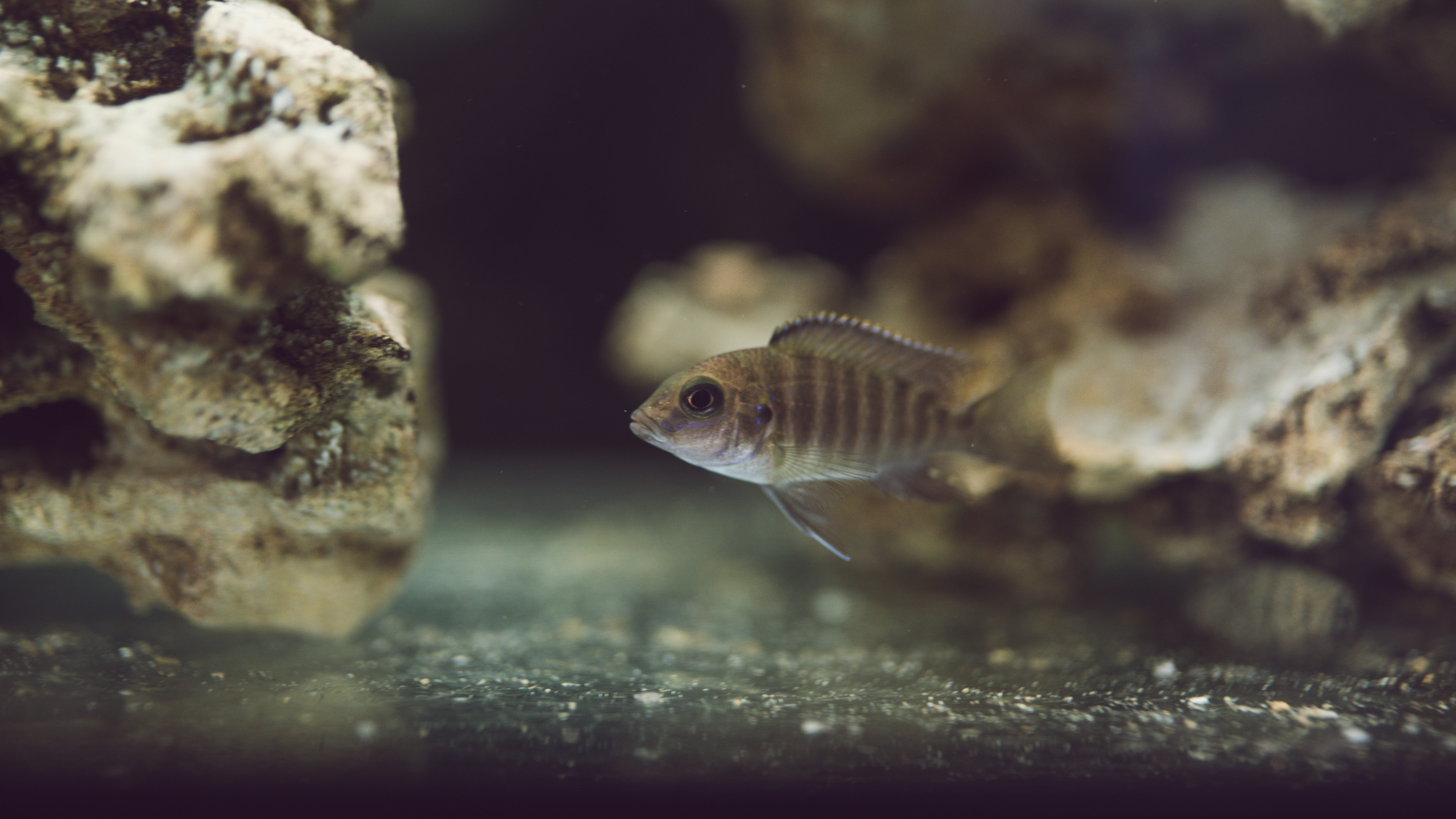 no people, aquarium, animals in captivity, brown, indoors, vertebrate, nature, aggression, fish, surgeonfish, animal wildlife, black, algae, perch, amphiprion, HD Wallpaper