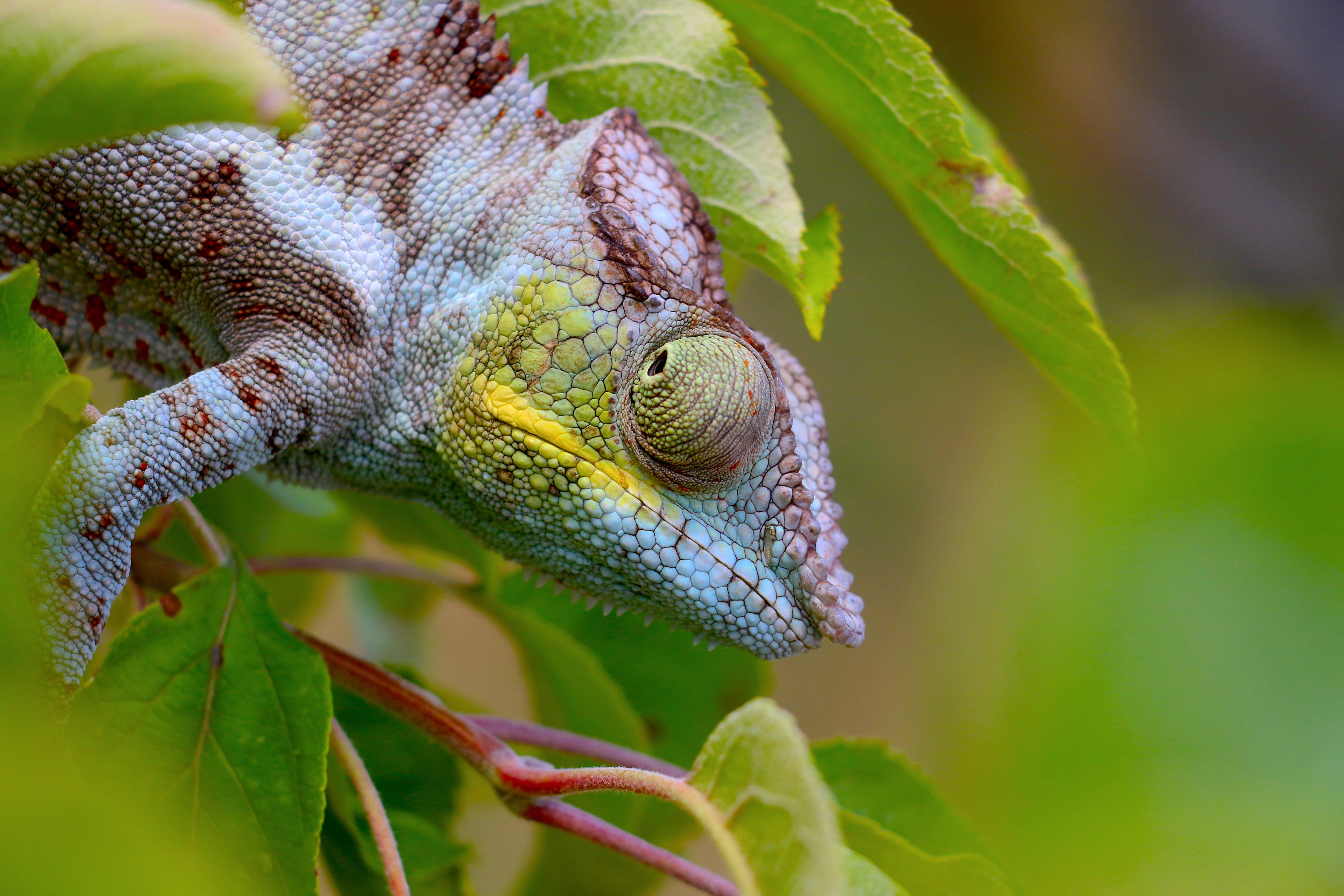 green, plant, gecko, close, 5K, wildlife, animal, plant part, animals in the wild, animal wildlife, green lizard, insect, nature, green color, photo, leaf, HD Wallpaper
