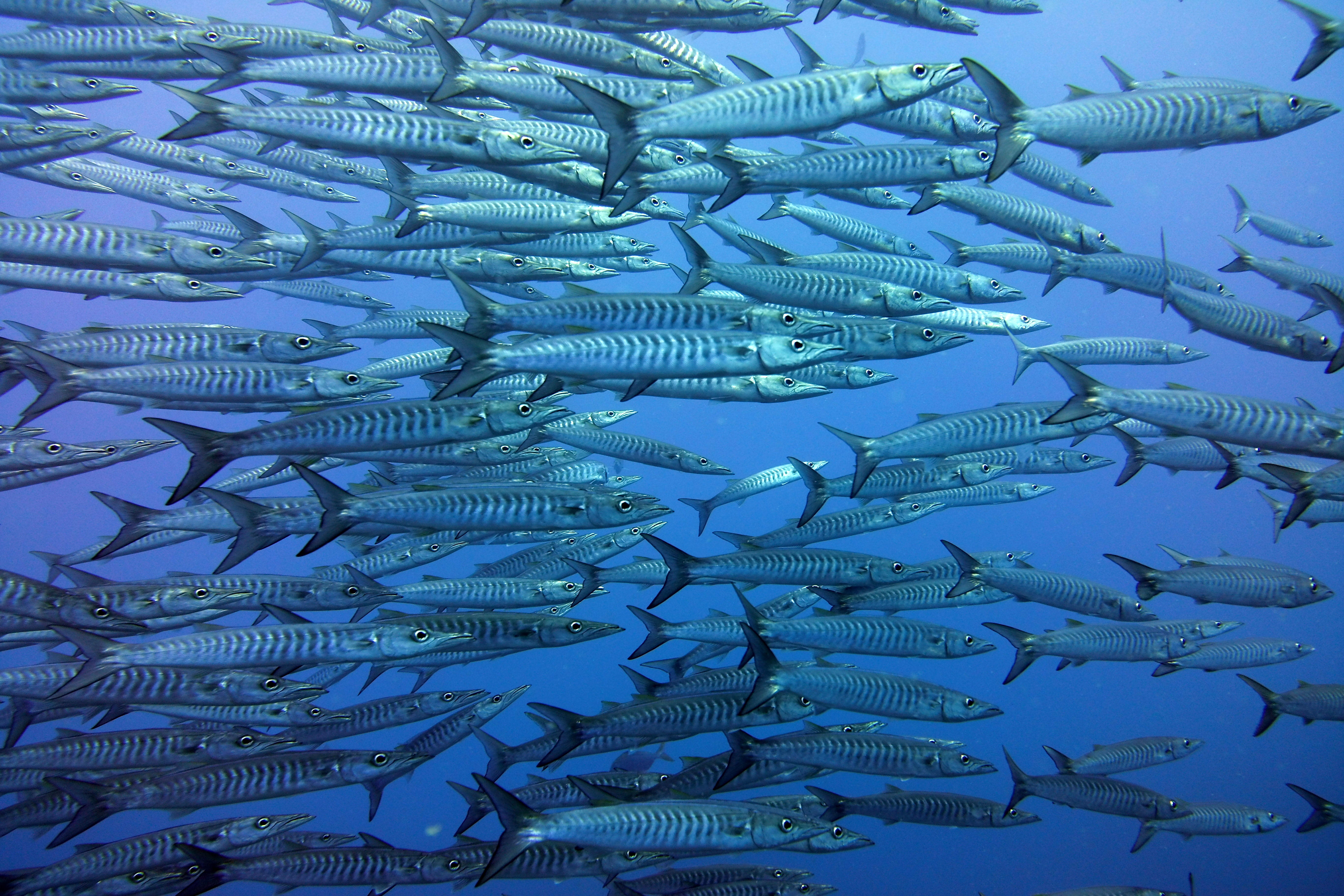 water, undersea, outdoors, blue, sea, aqua scuba, diver, sports, sea snake, sport, aquatic, coho, nature, tuna, sardine, animals in the wild, scuba diving, HD Wallpaper