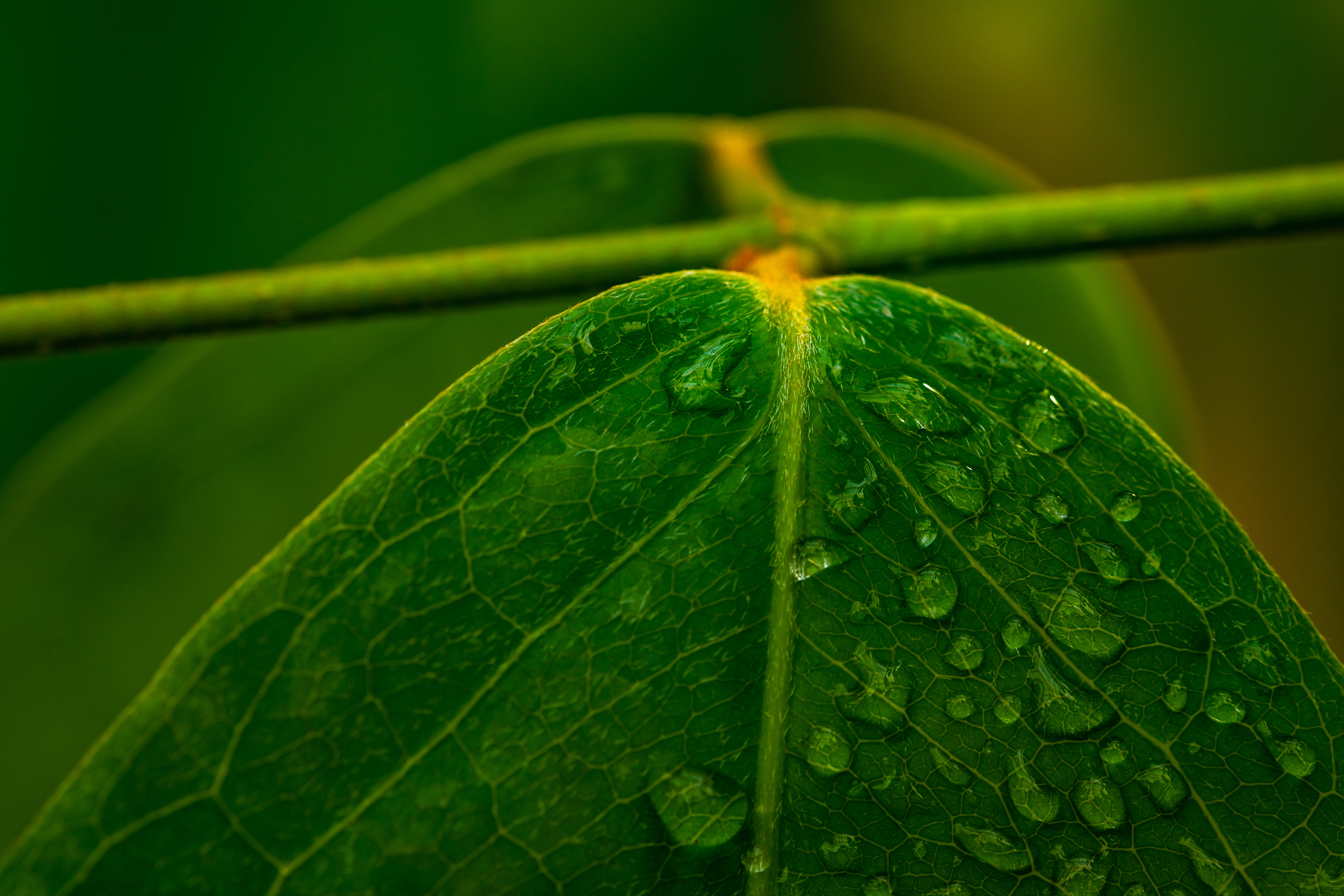 wet, beauty in nature, focus on foreground, anisoptera, contact lens, crystal, purity, veins, invertebrate, coin, beverage, macro, animal, plant, plant part, HD Wallpaper