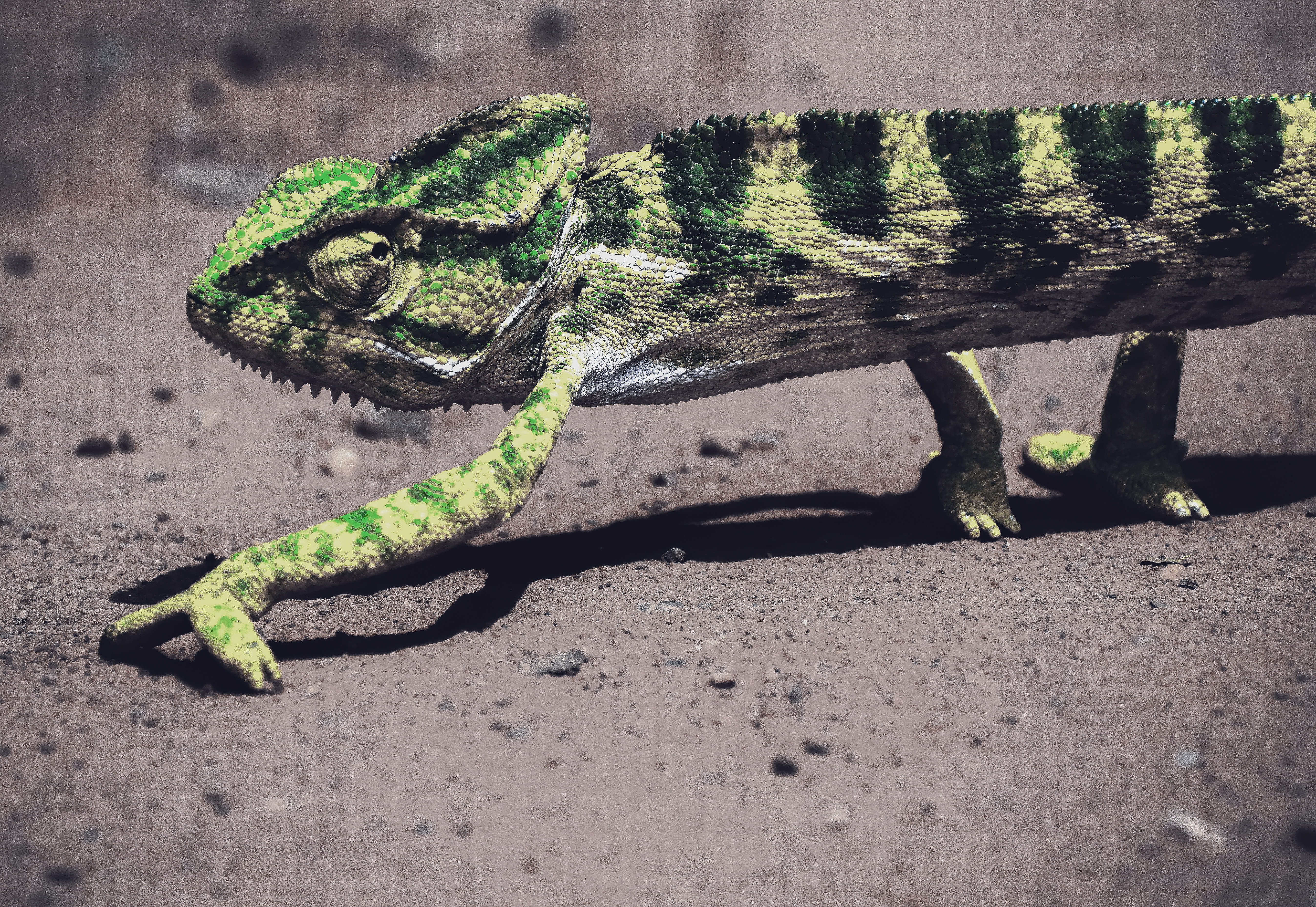 animals in the wild, animal body part, selective focus, iguana, 5K, animal themes, india, close-up, cameleon, selective, lizard, vertebrate, perch, pondicherry, HD Wallpaper