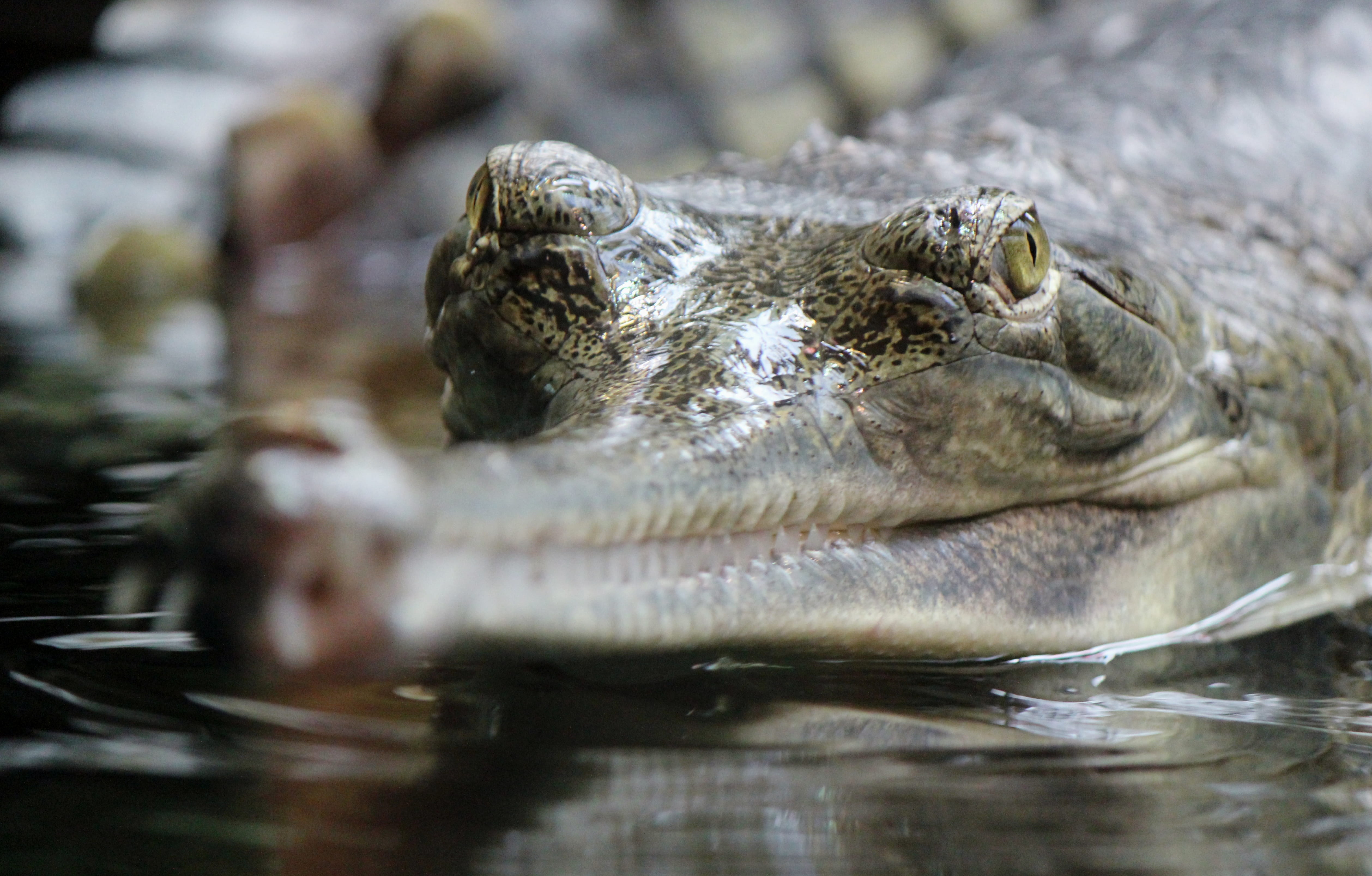 photo, animals in the wild, stealth, outdoors, no people, snout, eating, animal, gavial, underwater, amphibian, animal head, nature, gharial, close-up, HD Wallpaper