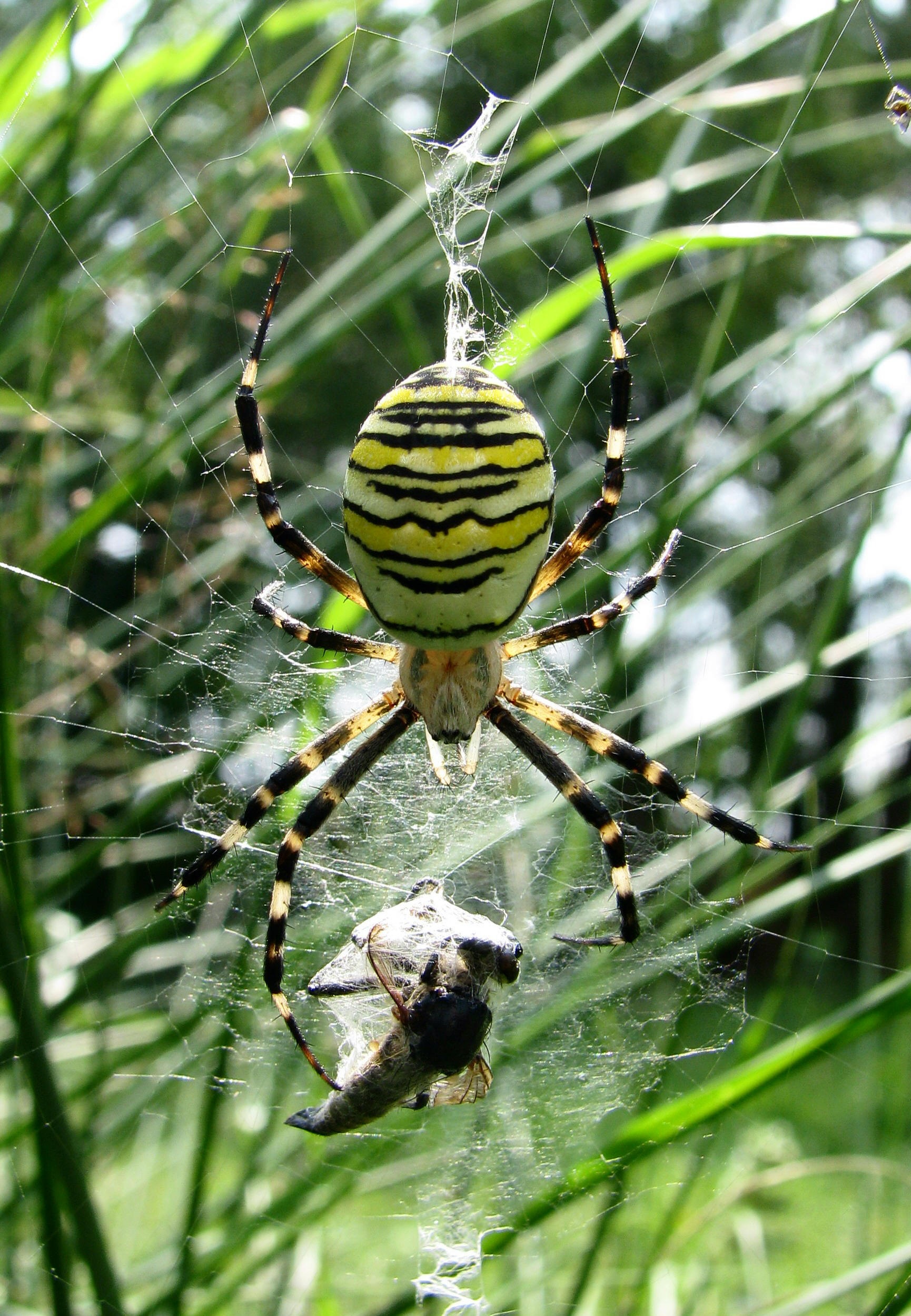 wildlife, arachnid, one animal, predator, wasp spider, animals in the wild, close-up, arthropod, insect, web, invertebrate, outdoors, animal themes, fragility, Phone HD Wallpaper