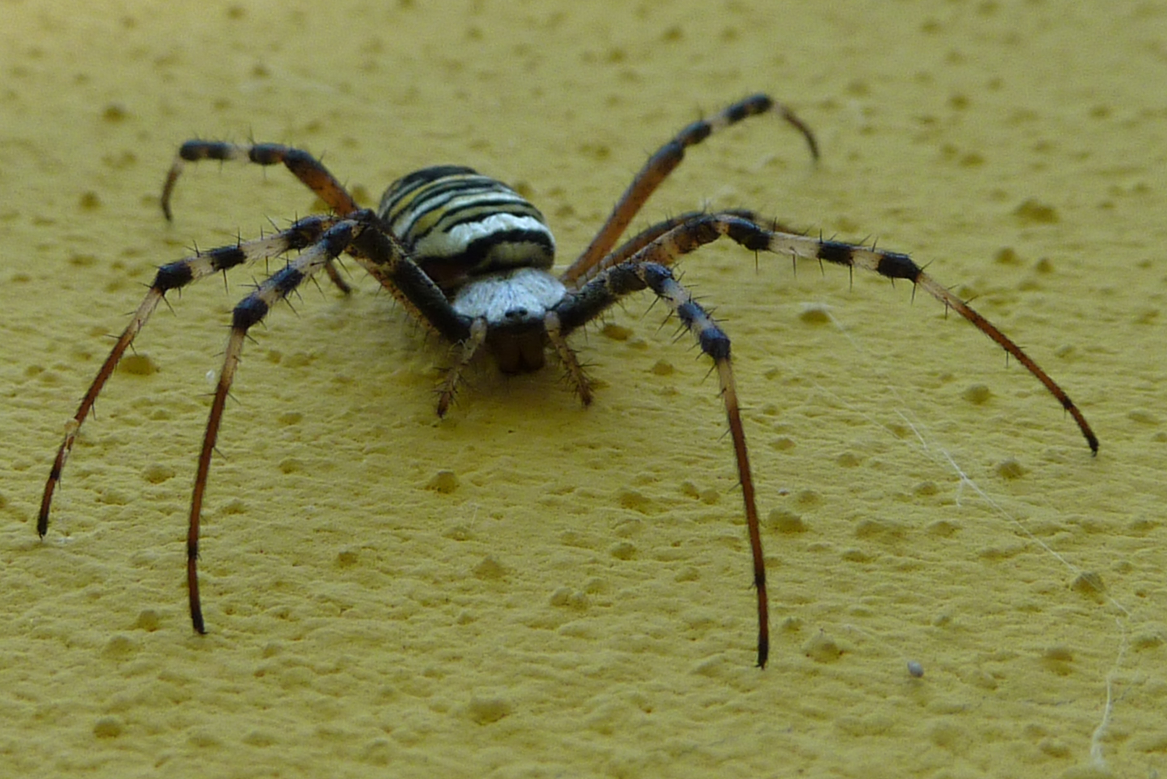 animal body part, arthropod, wasp spider, high angle view, insect, one animal, animal wildlife, spider, arachnid, 2K, day, invertebrate, zoology, close-up, HD Wallpaper