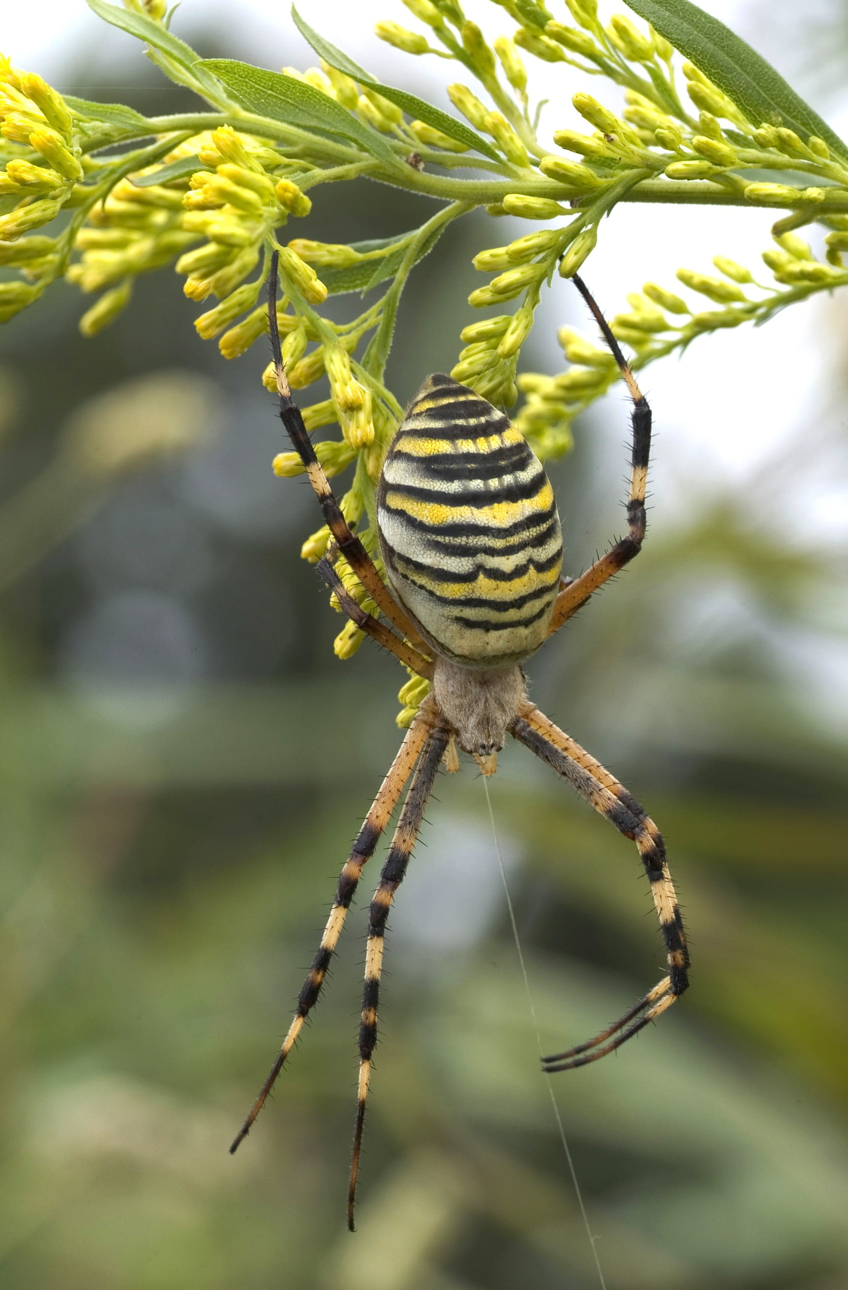 invertebrate, silk band spider, animal, insect, arachnid, zebraspinne, tiger spider, photo, 2K, argiope bruennichi, spider, black, green, plant, arthropod, Phone HD Wallpaper