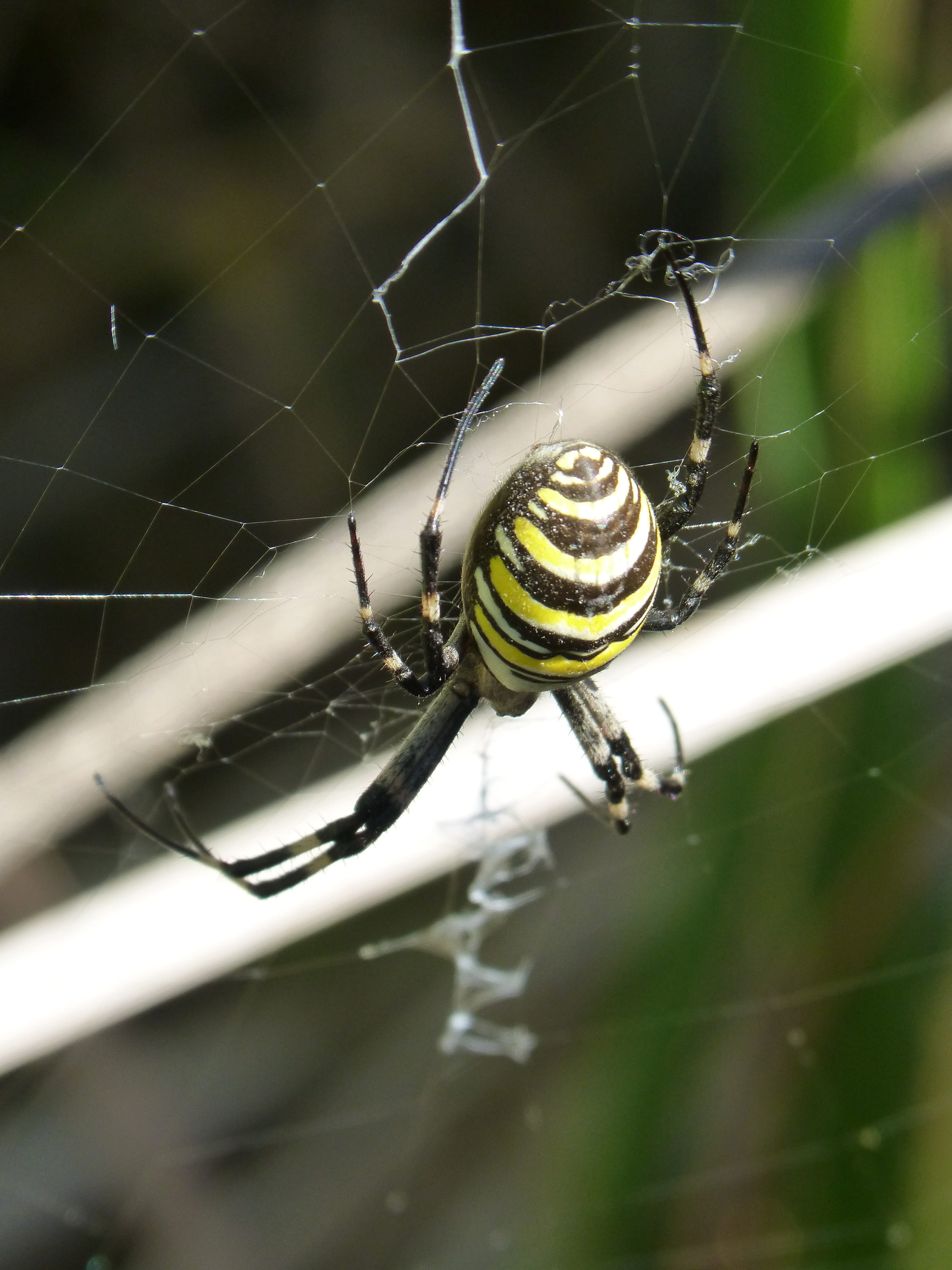invertebrate, animal themes, wasp spider, one animal, outdoors, spider, zoology, vulnerability, spider web, close-up, fragility, focus on foreground, animal, Phone HD Wallpaper