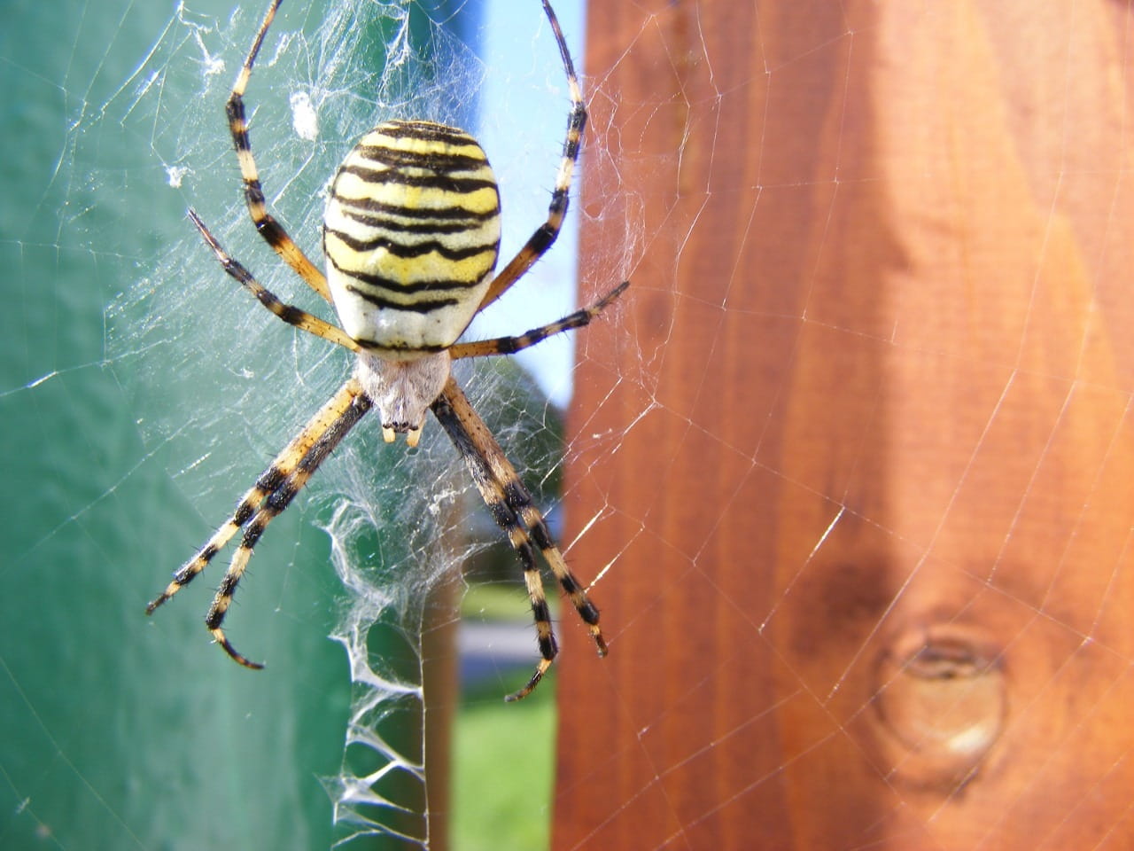 animal leg, spider Web, animals in the wild, Argiope Bruennichi, animal themes, 720P, orb-web spider, fragility, macro, nature, arachnid, invertebrate, HD Wallpaper