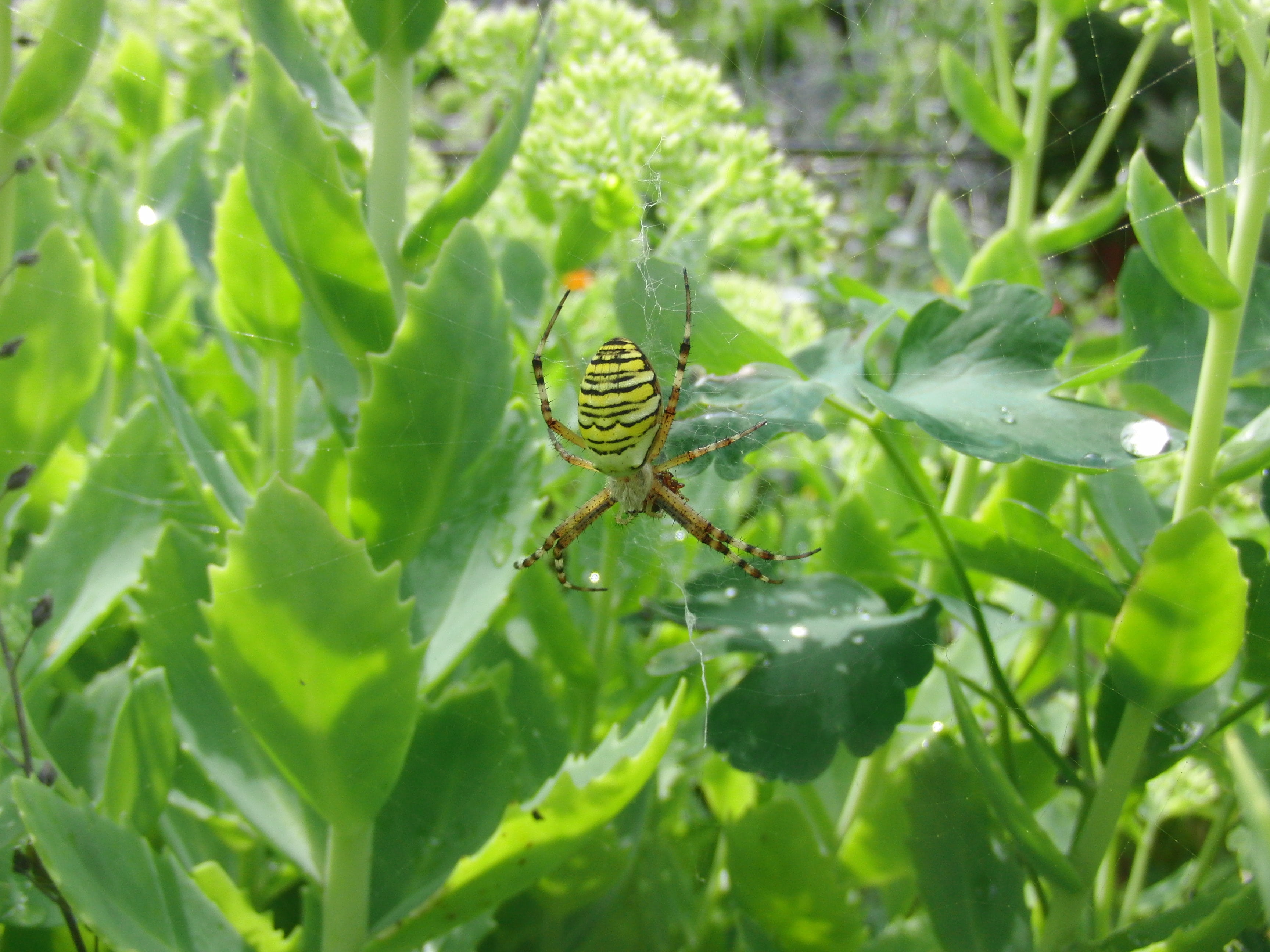 selective focus, green color, nature, 2K, animal themes, day, silk band spider, creature, animal world, beauty in nature, plant part, animal, no people, HD Wallpaper