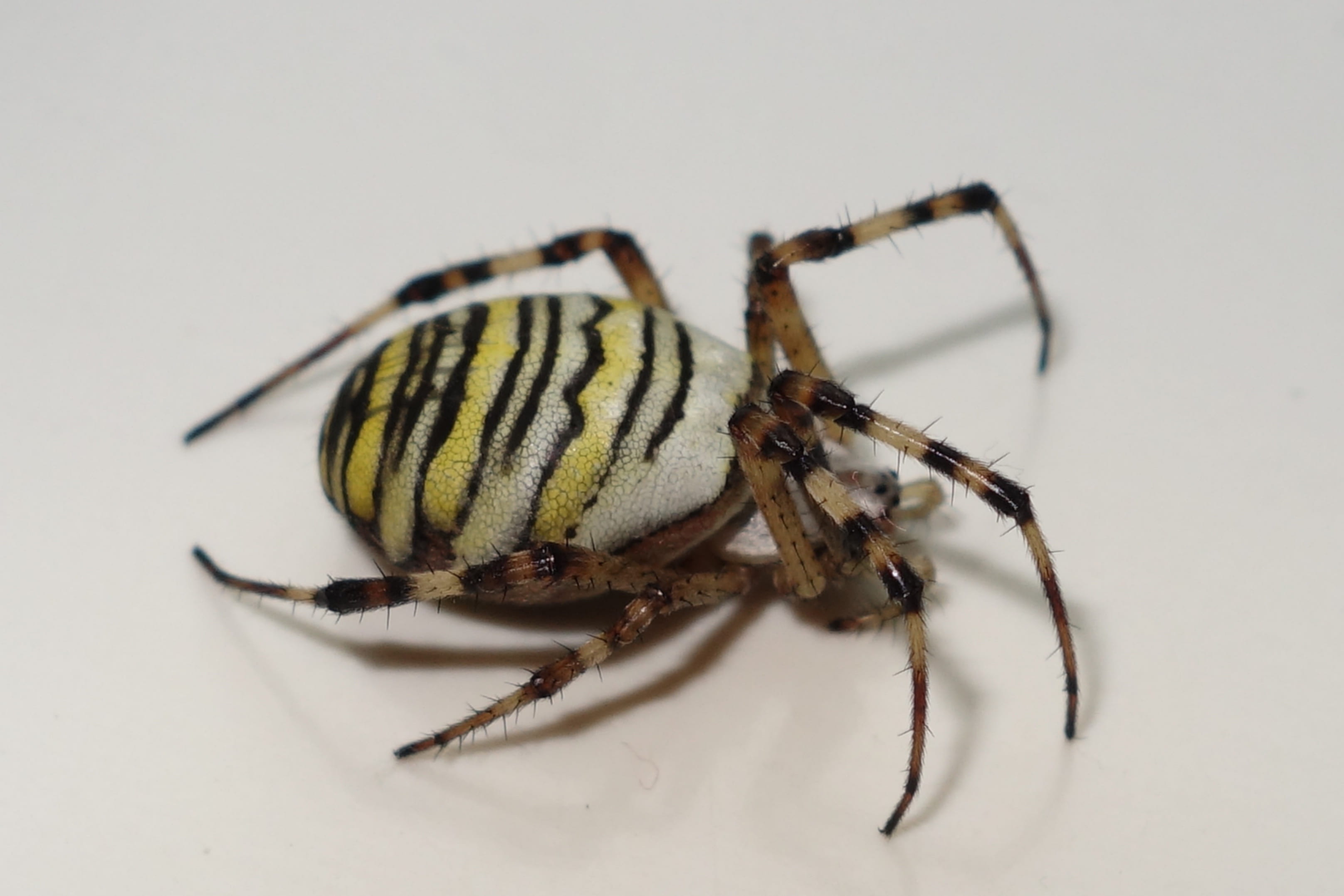 nature, one animal, black, spider, animal wildlife, animals in the wild, animal body part, invertebrate, indoors, zoology, animal, yellow, arachnid, arthropod, HD Wallpaper
