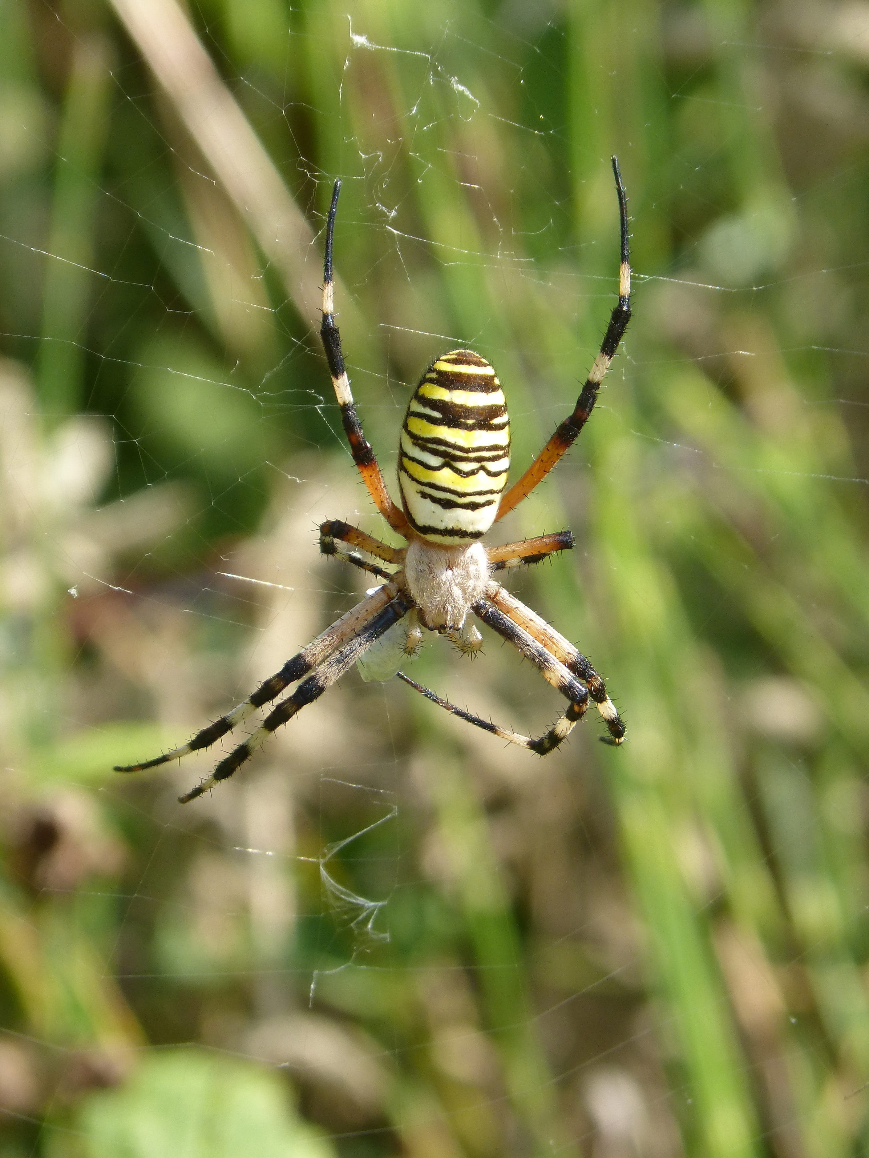 spider web, animal, one animal, day, animal wildlife, animals in the wild, arthropod, spider zebra, insect, animal themes, fragility, nature, close-up, Phone HD Wallpaper