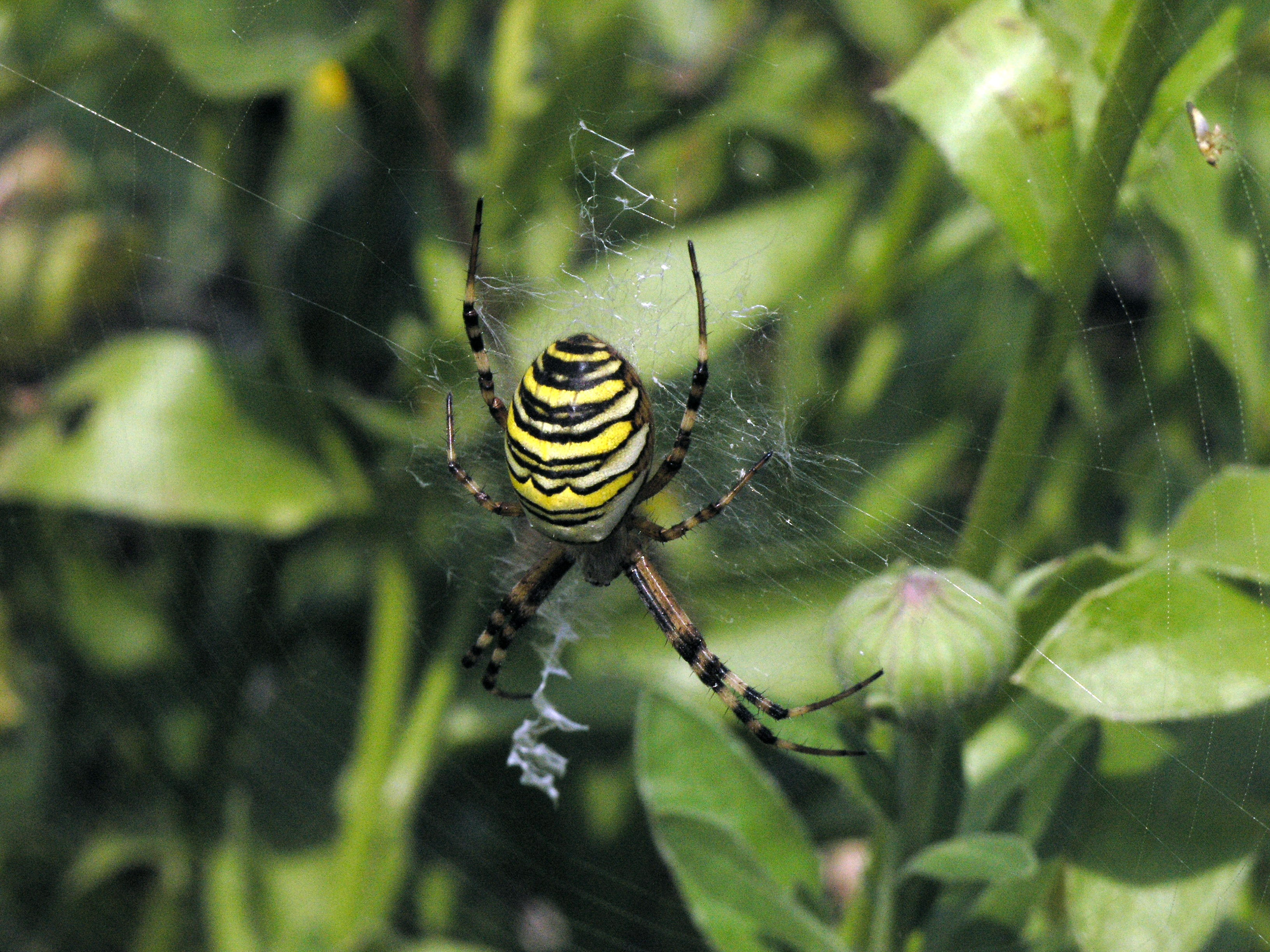 striped, poisonous, fragility, zebraspinne, outdoors, arthropod, insect, animals in the wild, one animal, animal themes, invertebrate, close, cobweb, animal, HD Wallpaper