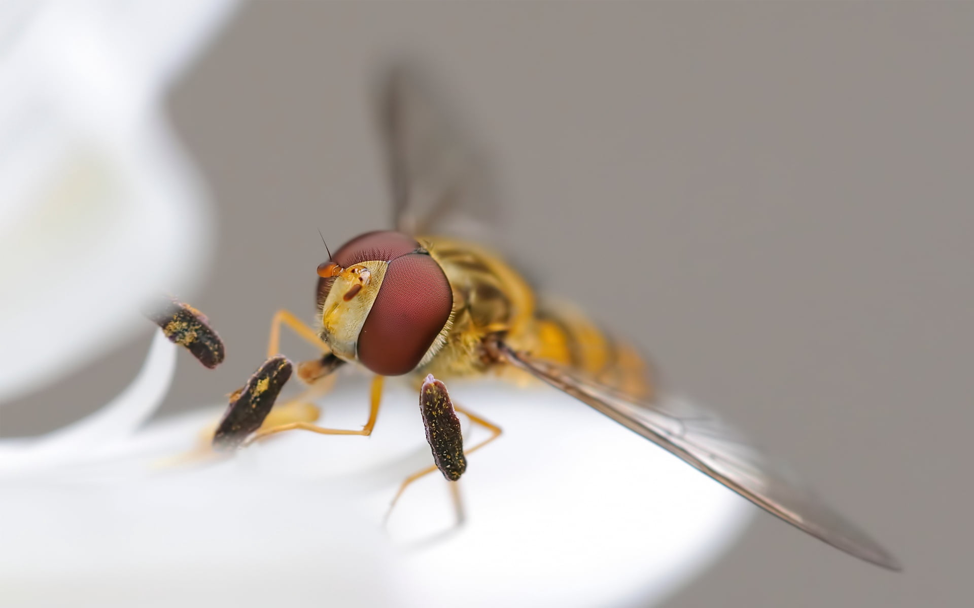 selective focus, close-up, wasp, animal Wing, small, dragonfly, invertebrate, nature, animal eye, pollination, flying, backgrounds, macro, honey, wings, HD Wallpaper