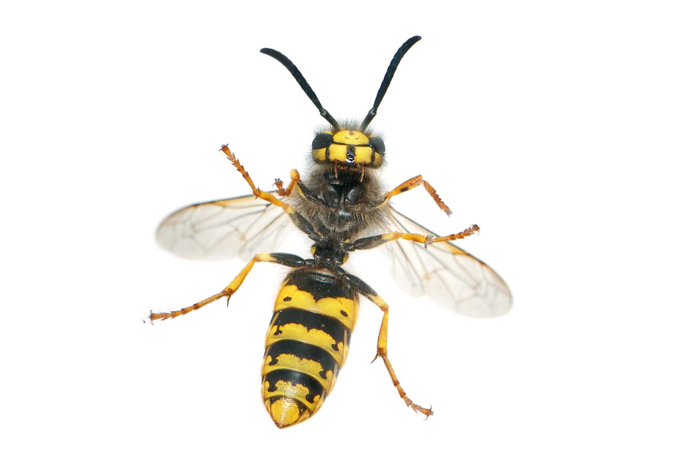 indoors, invertebrate, insect, zoology, animal leg, animal wildlife, yellowjacket, animals in the wild, cut out, one animal, white background, animal, animal themes, HD Wallpaper