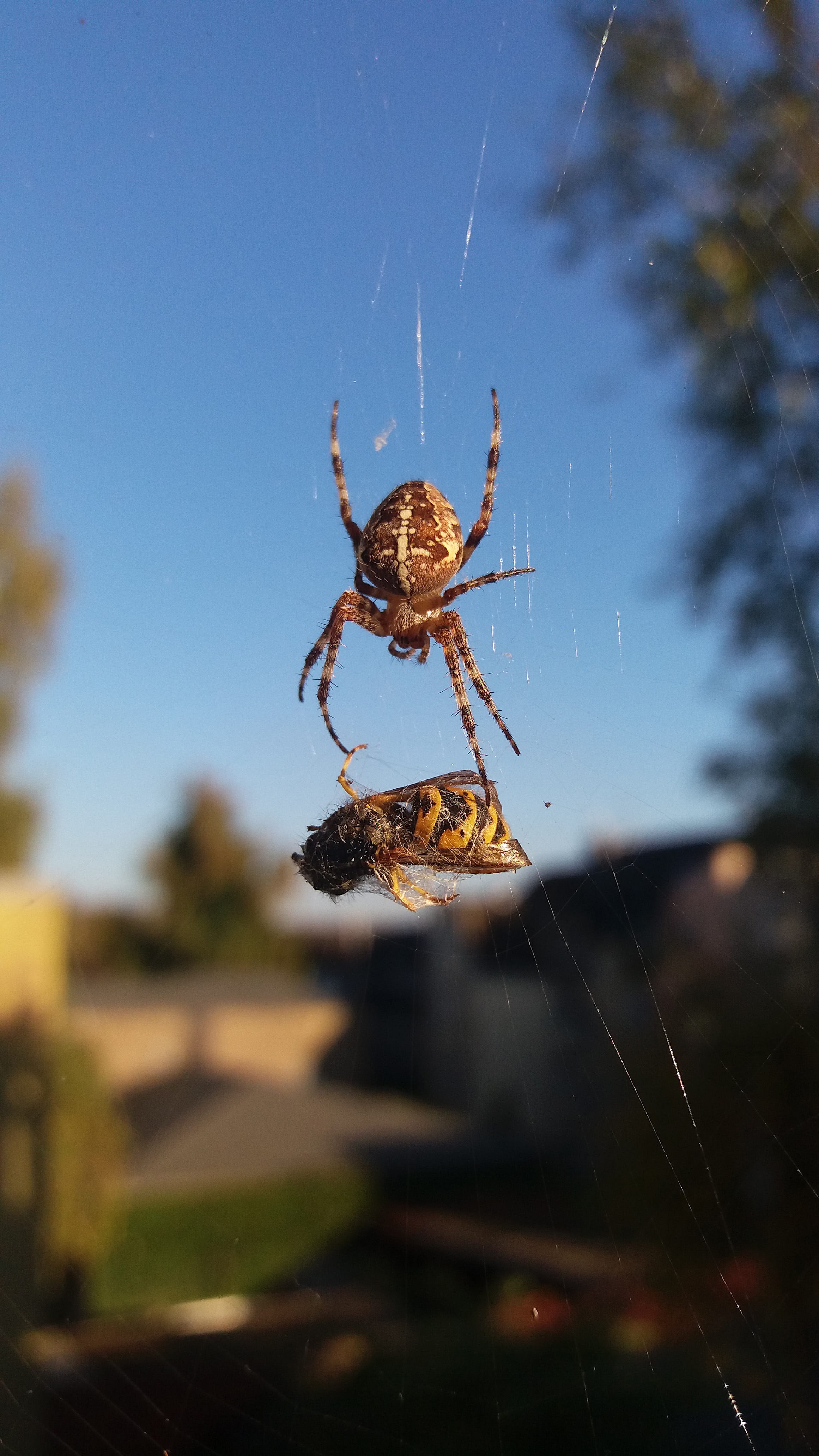 animal, arthropod, zoology, nature, 4K, focus on foreground, animal themes, spider web, close-up, macro, web, spider, wasp, arachnid, animal leg, one animal, Phone HD Wallpaper