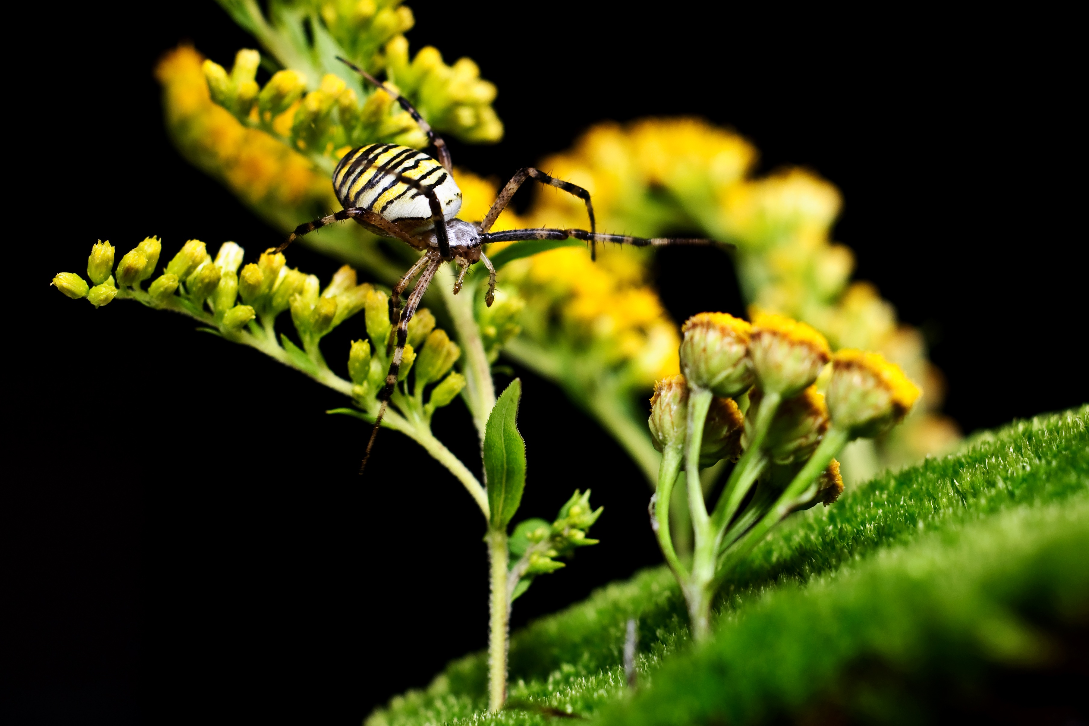 animal wildlife, beauty in nature, outdoors, green color, argiope bruennichi, animal, insect, one animal, focus on foreground, leaf, black background, animal wing, HD Wallpaper