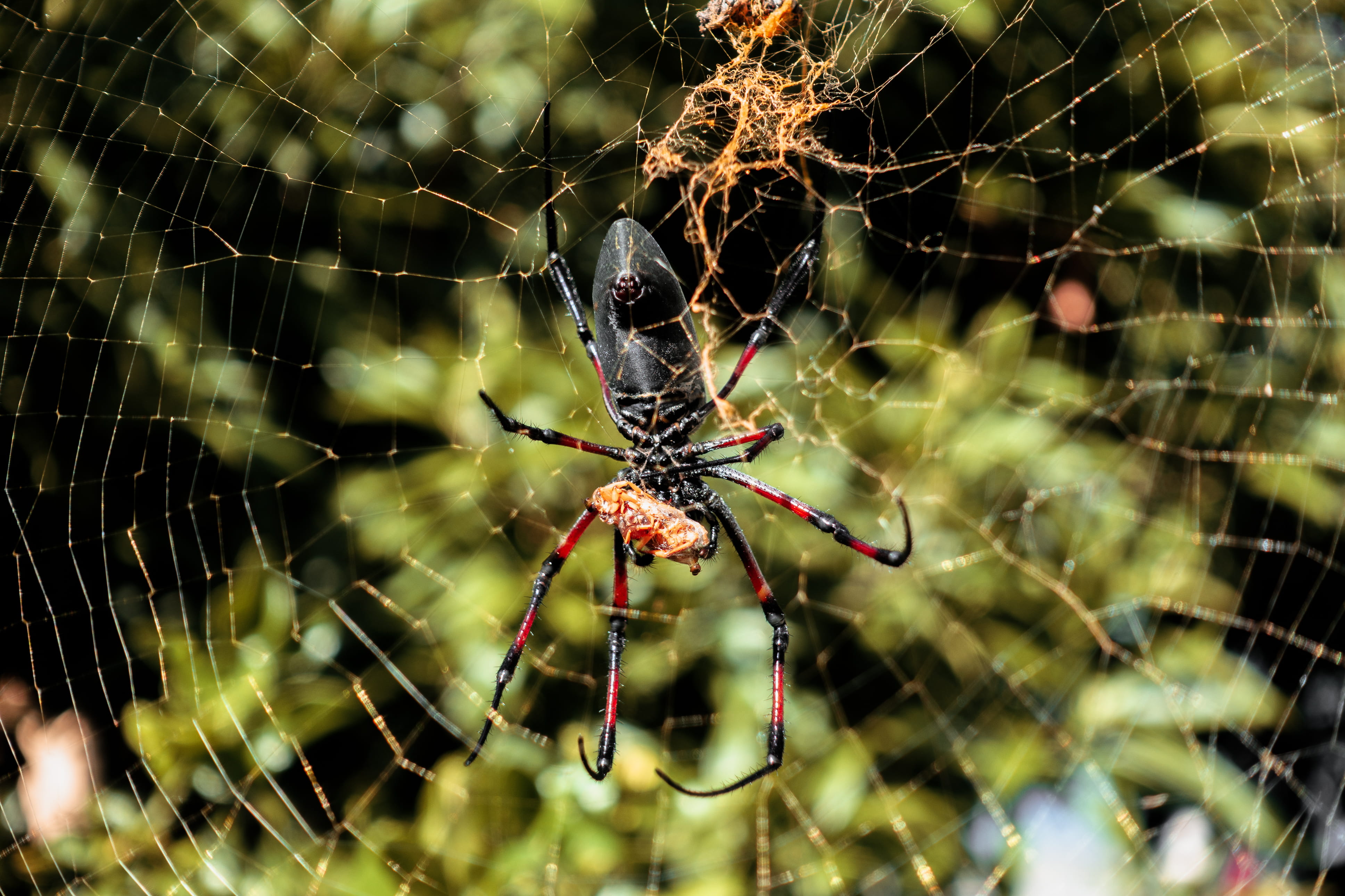 outdoors, pattern, animal, spider, close-up, day, survival, animal themes, one animal, animals in the wild, complexity, invertebrate, fragility, arthropod, HD Wallpaper