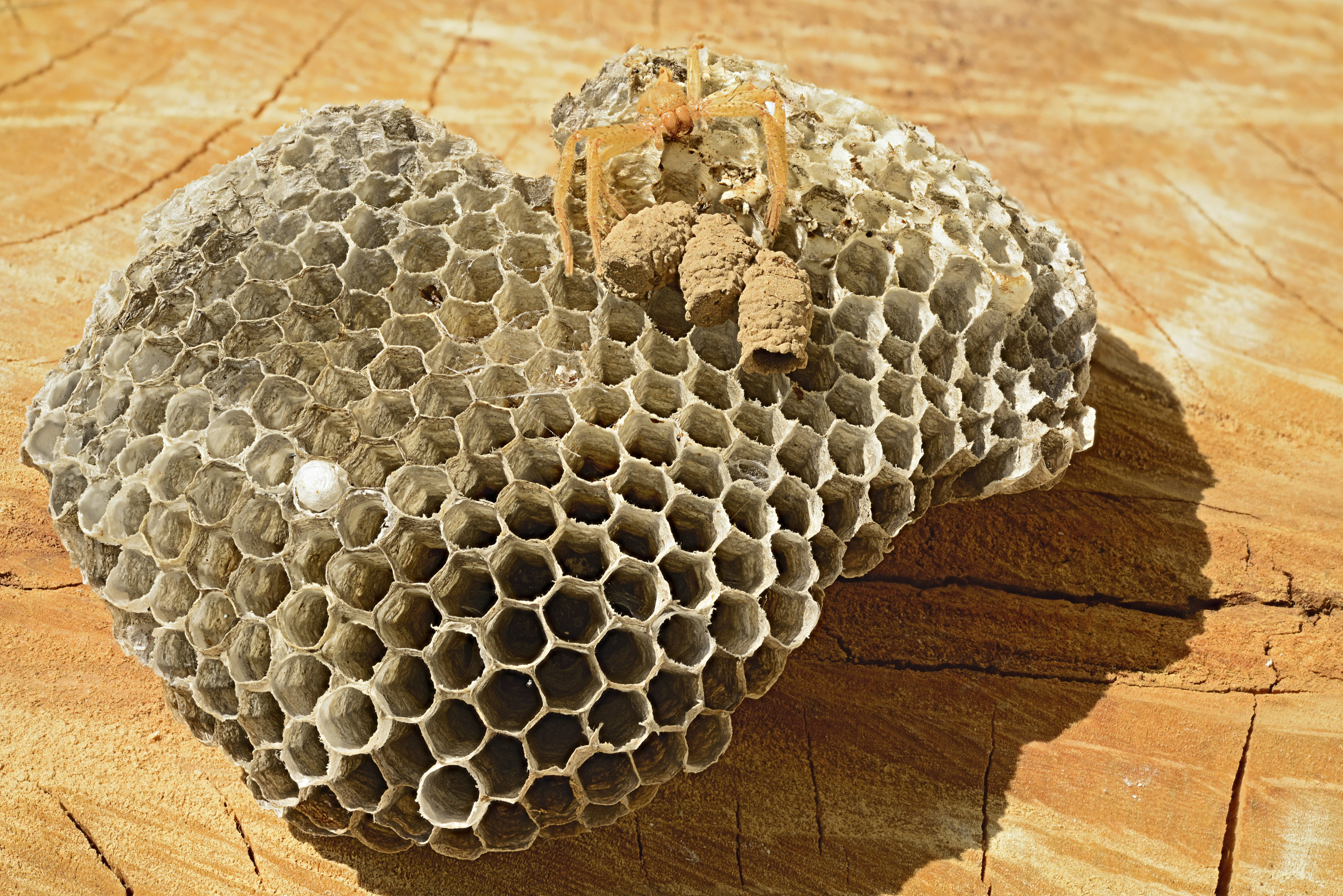 honey bee, vacuum, wasp nest, 5K, wasps potters, invertebrate, eumêne, animal wildlife, geometric shape, animal, shape, honeycomb, natural pattern, spider, HD Wallpaper