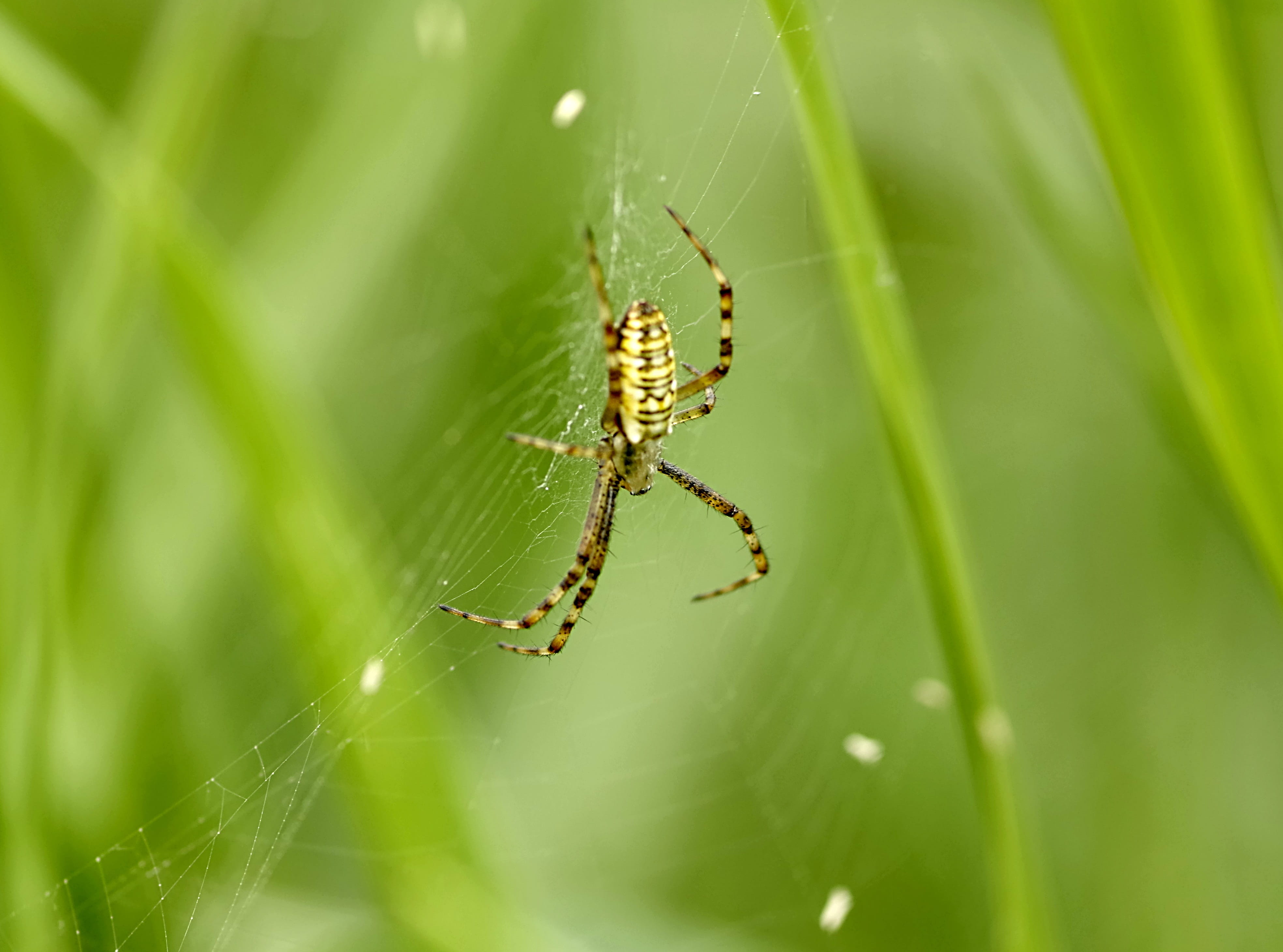 animals in the wild, web, meadow, Cobweb, Spider, arthropod, venomous, animal body part, summer, outdoors, green, Strips, arachnid, nature, animal leg, HD Wallpaper