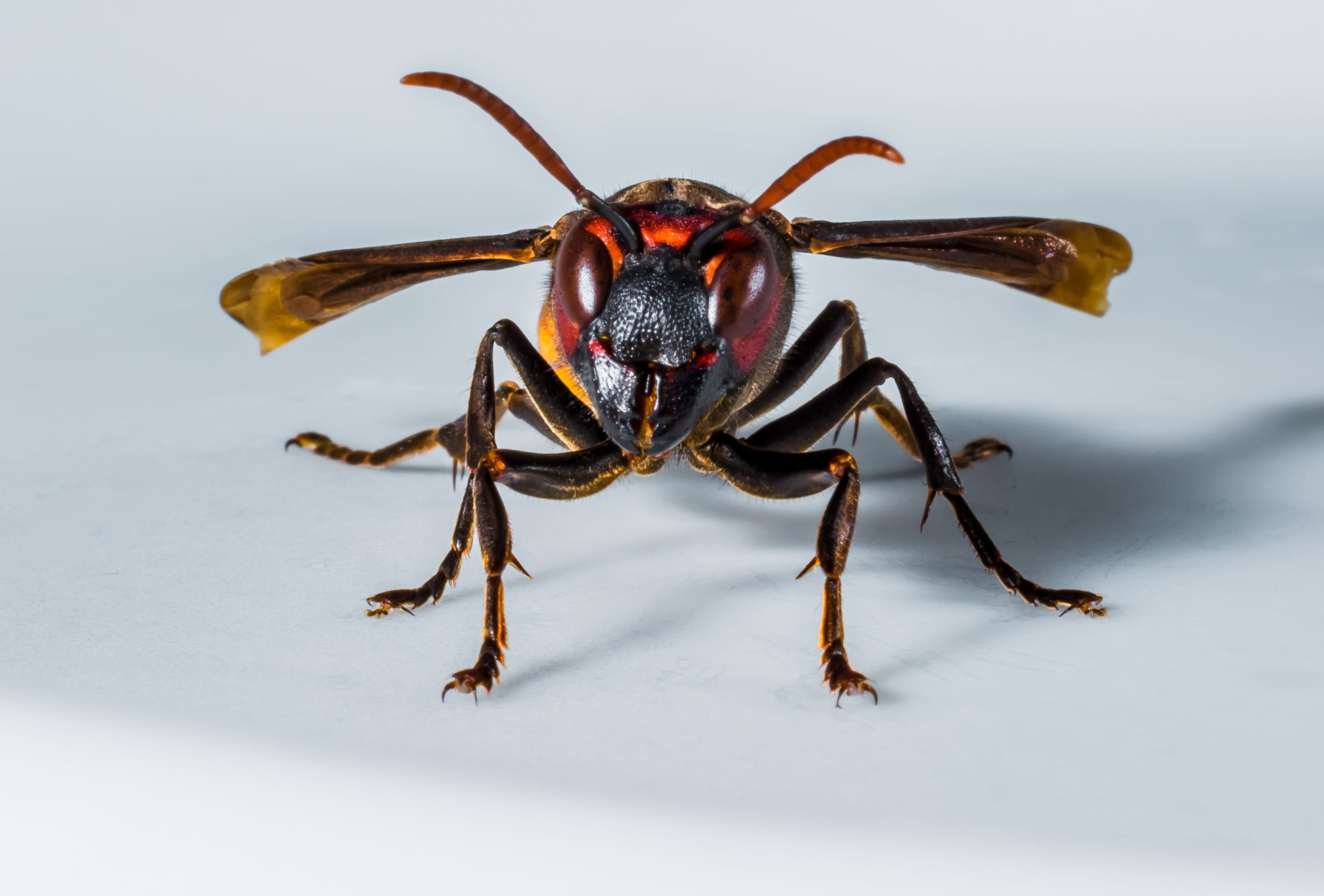 animal leg, white background, studio shot, 2K, one animal, zoology, Insect, animal, limb, animals in the wild, no people, animal themes, nature, marine, HD Wallpaper