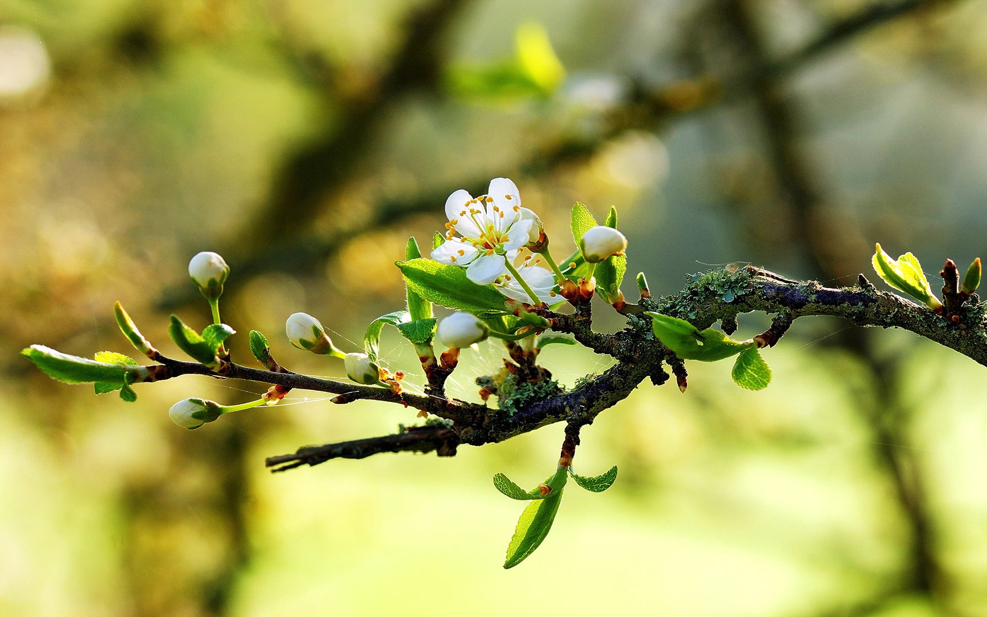 branch, leaf, season, cherry, flower, summer, tree, pink Color, april, no People, fruit, focus on foreground, outdoors, blossom, vulnerability, sunny, macro, HD Wallpaper