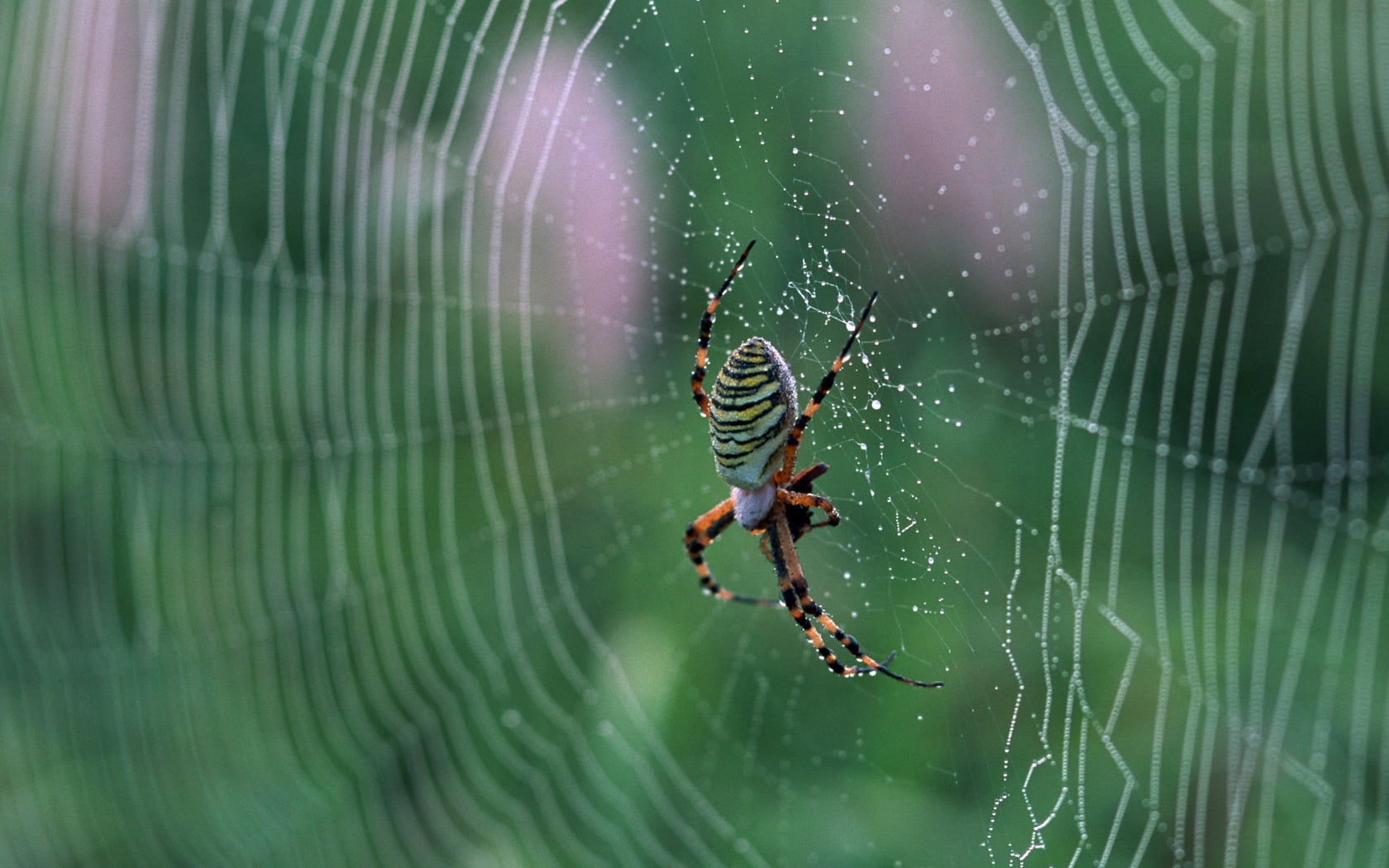 survival, animal, complexity, backgrounds, animal themes, animals Hunting, animal wildlife, animals In The Wild, web, fragility, garden, focus on foreground, HD Wallpaper