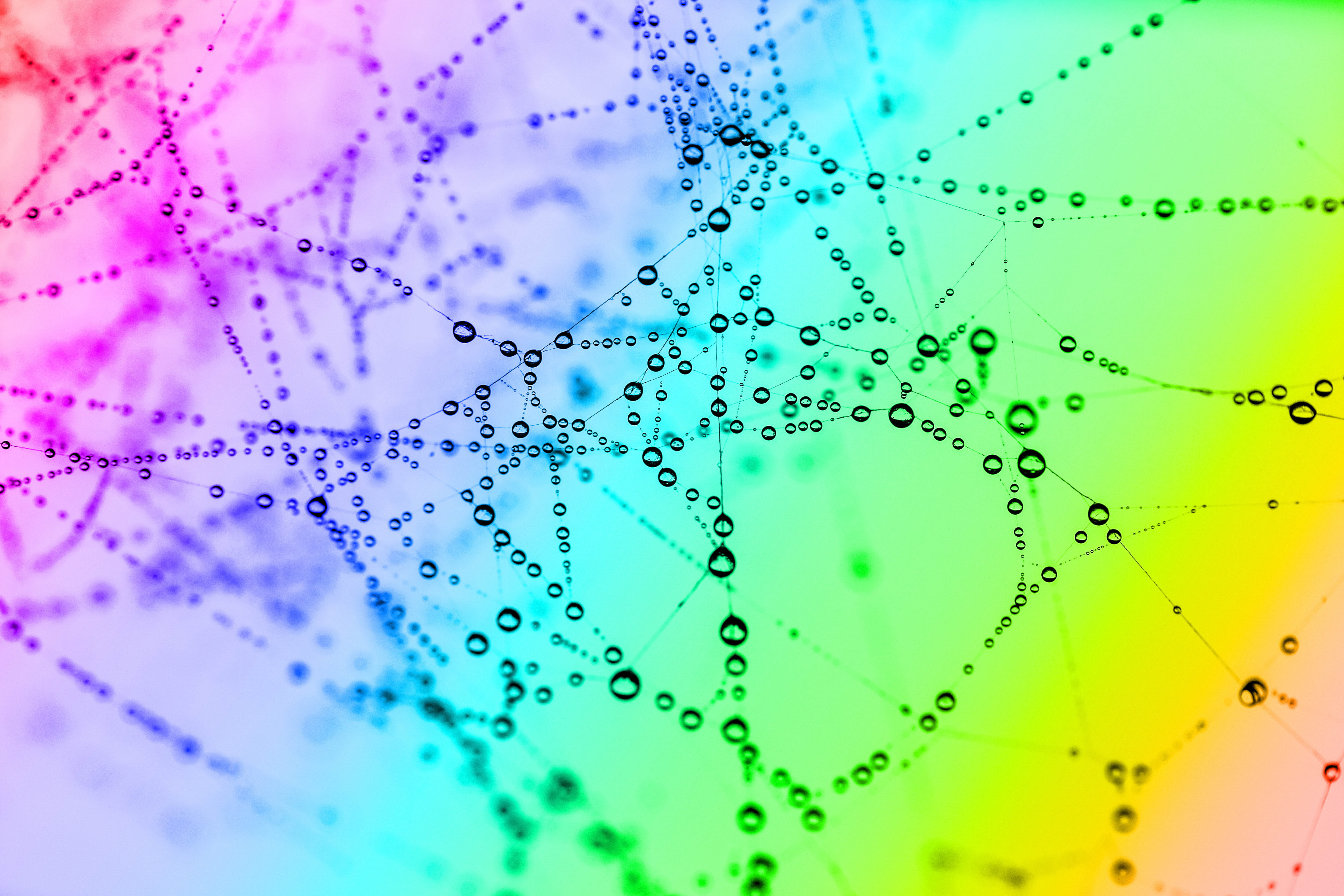 cobweb, bright, color, 5K, drops, macro, HD Wallpaper