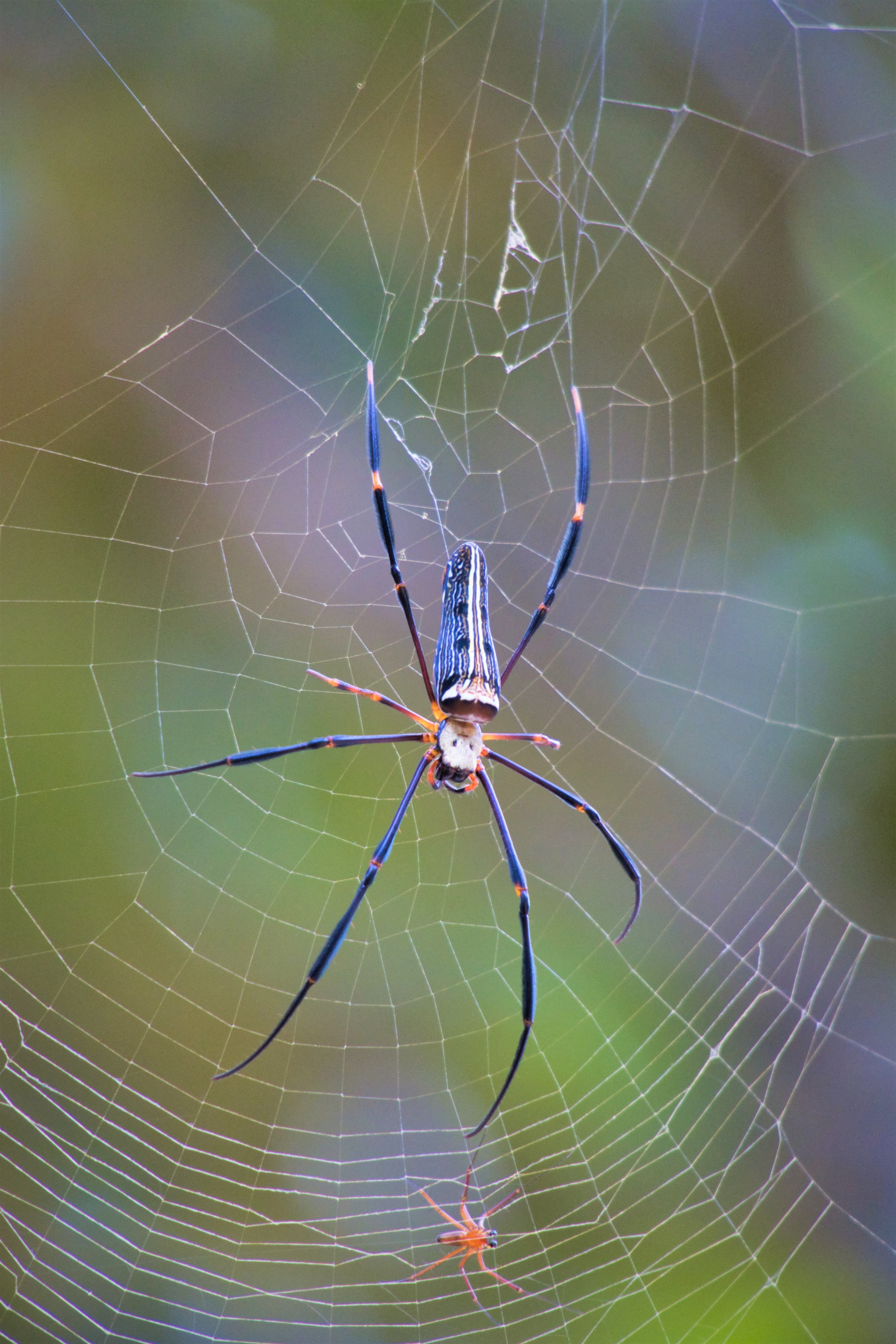 complexity, thailand, animal themes, cobweb, wheel web spiders, web, close-up, animal, day, one animal, focus on foreground, no people, spider, fragility, Phone HD Wallpaper