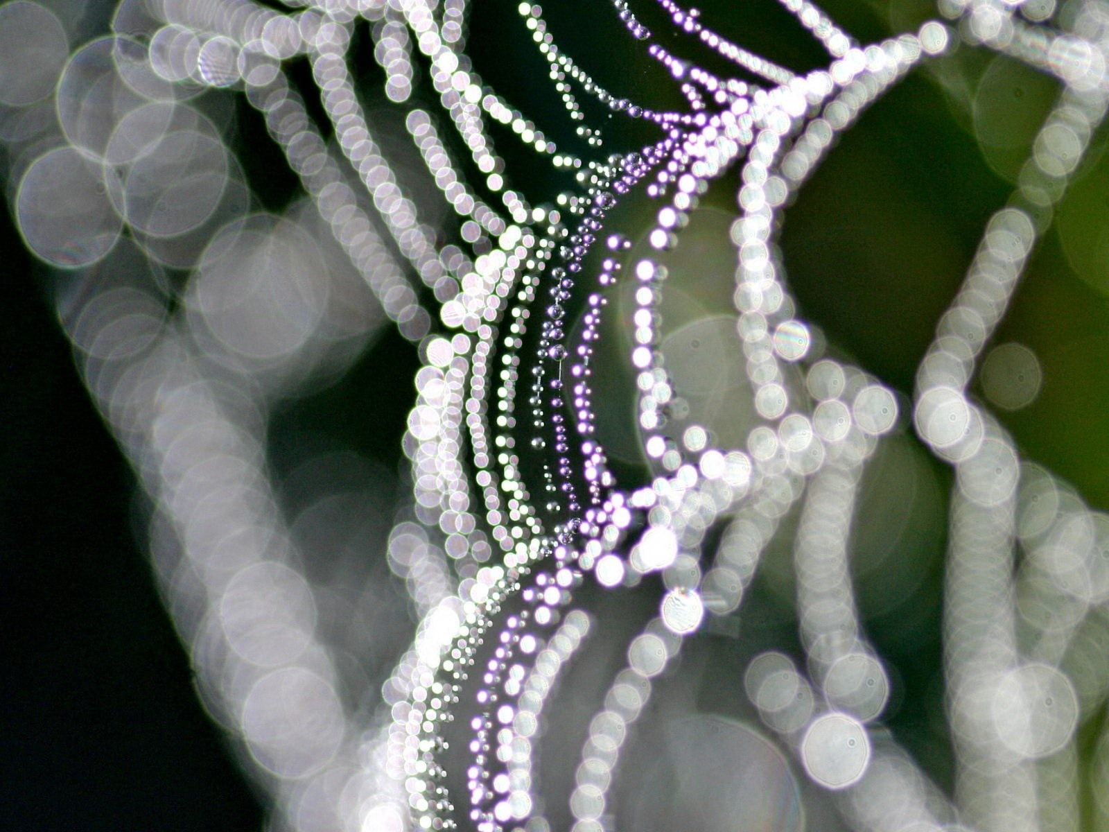 flowering plant, studio shot, fragility, indoors, plant, growth, vulnerability, light, 720P, beauty in nature, body part, cobweb, purple, clothing, black background, HD Wallpaper