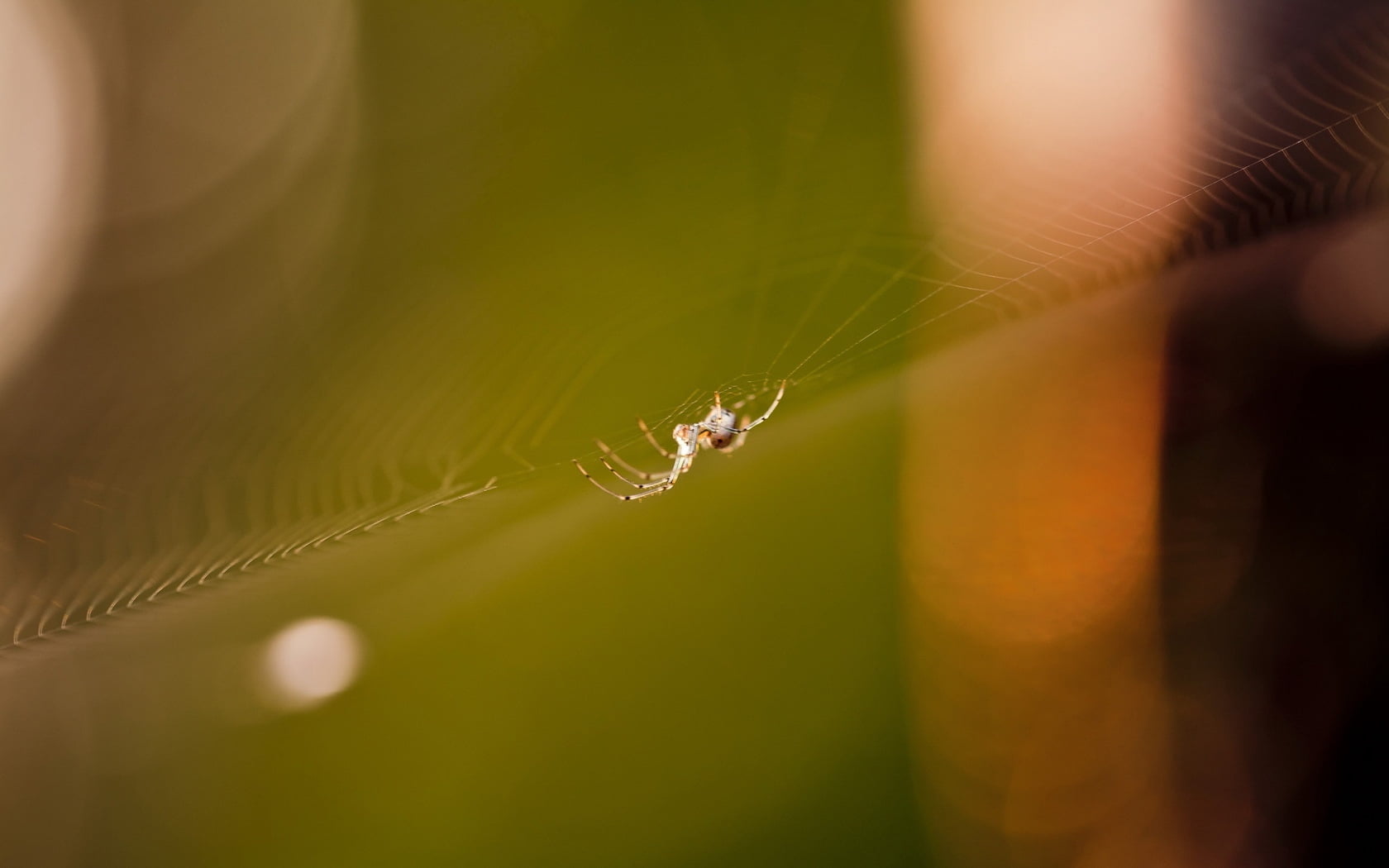 glare, beauty in nature, spider web, 720P, insect, one animal, vulnerability, fragility, web, animal wildlife, animal leg, arthropod, nature, animals in the wild, HD Wallpaper